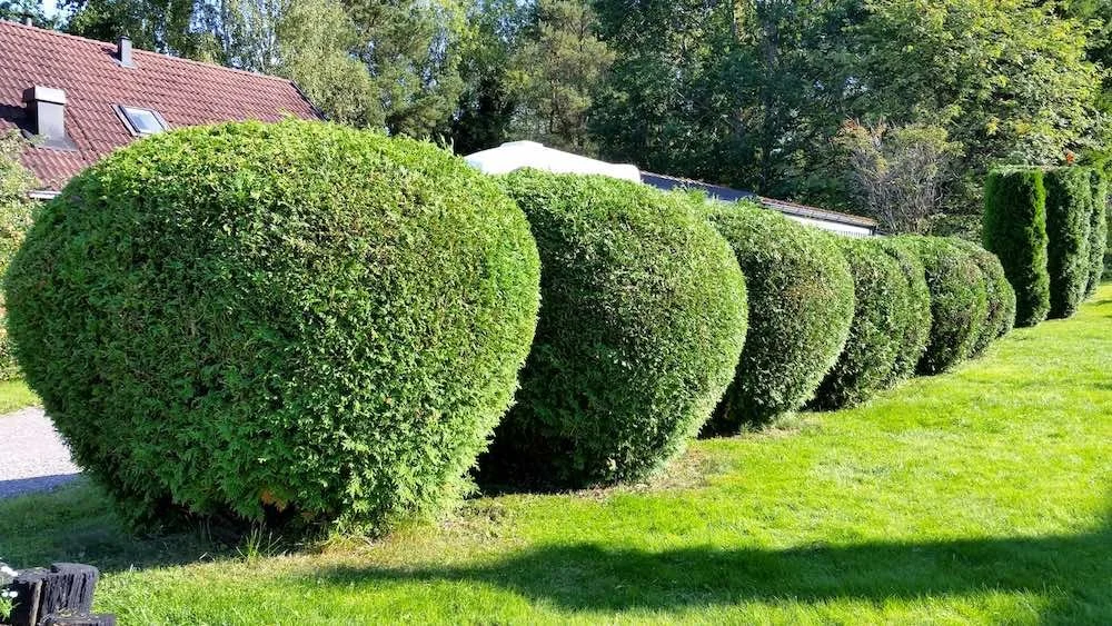 Underhåll av gröna ytor och häckar. Slottskogen. Uppsala.
