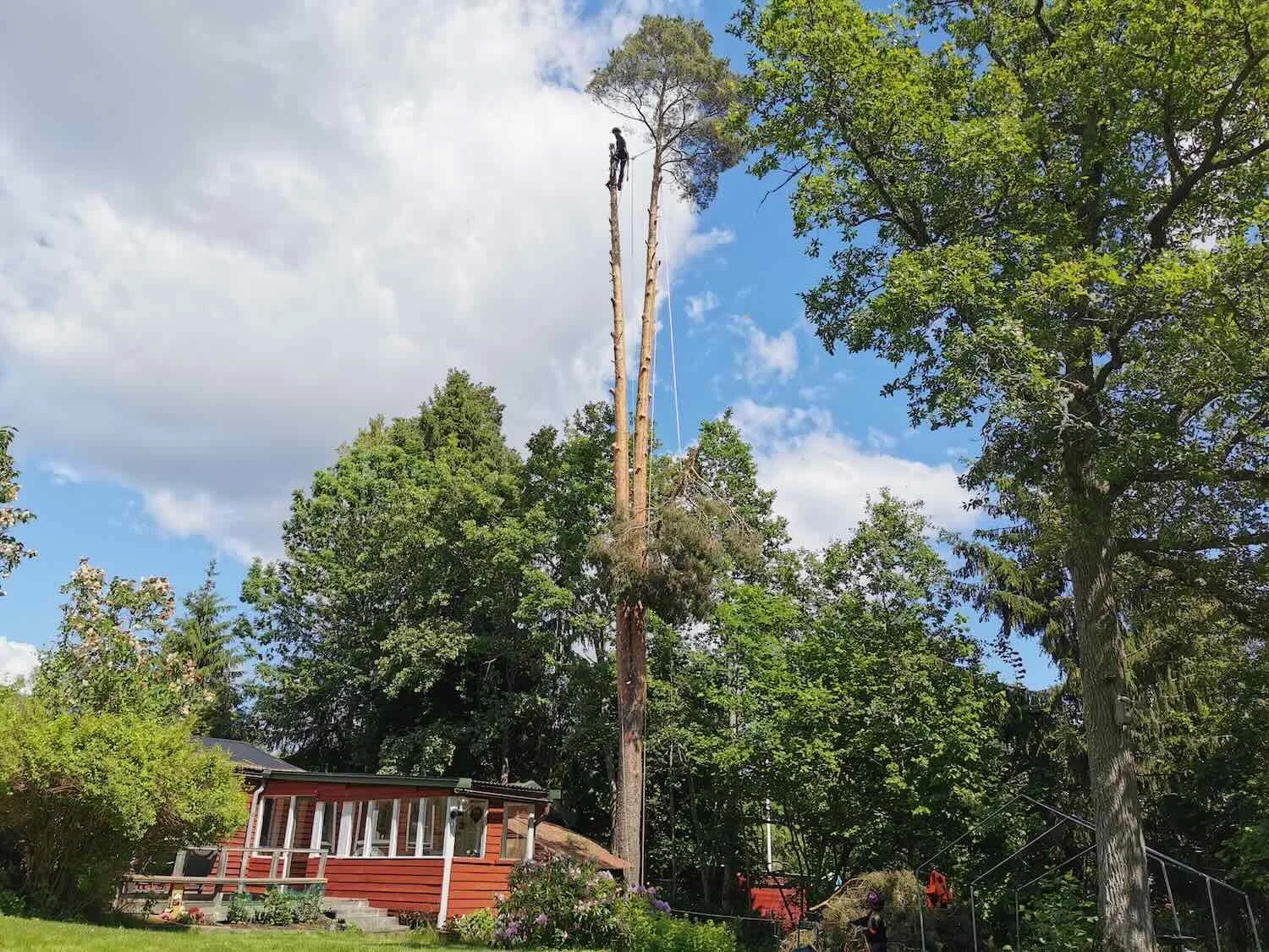 Sektionsfällning – när ett träd måste tas ner bit för bit
