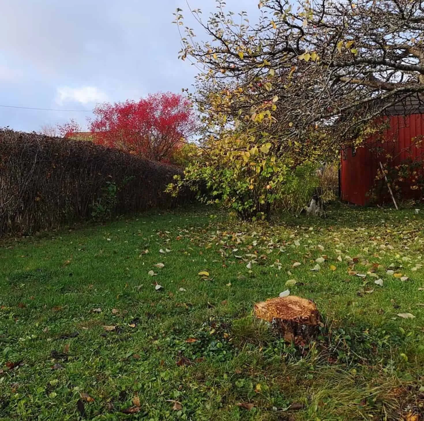 Stubbe i gräsmattan. När fräsa bort denna stubbe och varför.