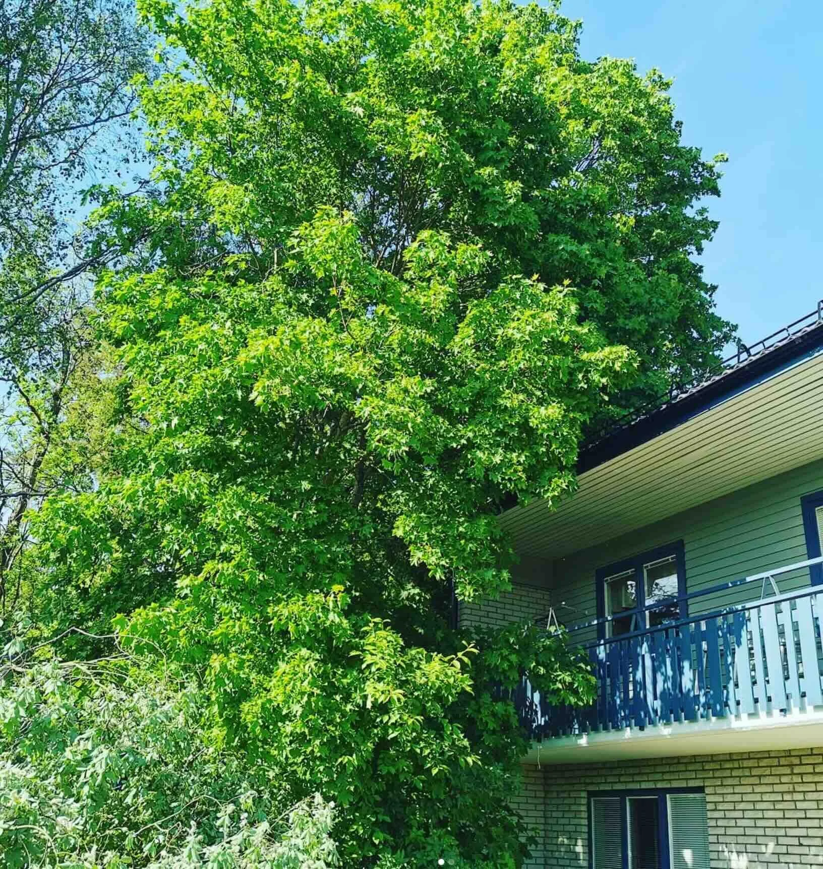 Vad kostar det att fälla ett träd?