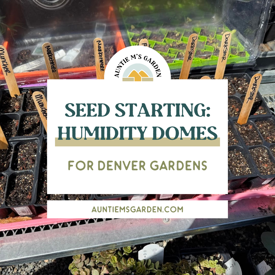 Seed Starting with Trays and Humidity Domes: The Outdoor Method Denver Gardeners Need