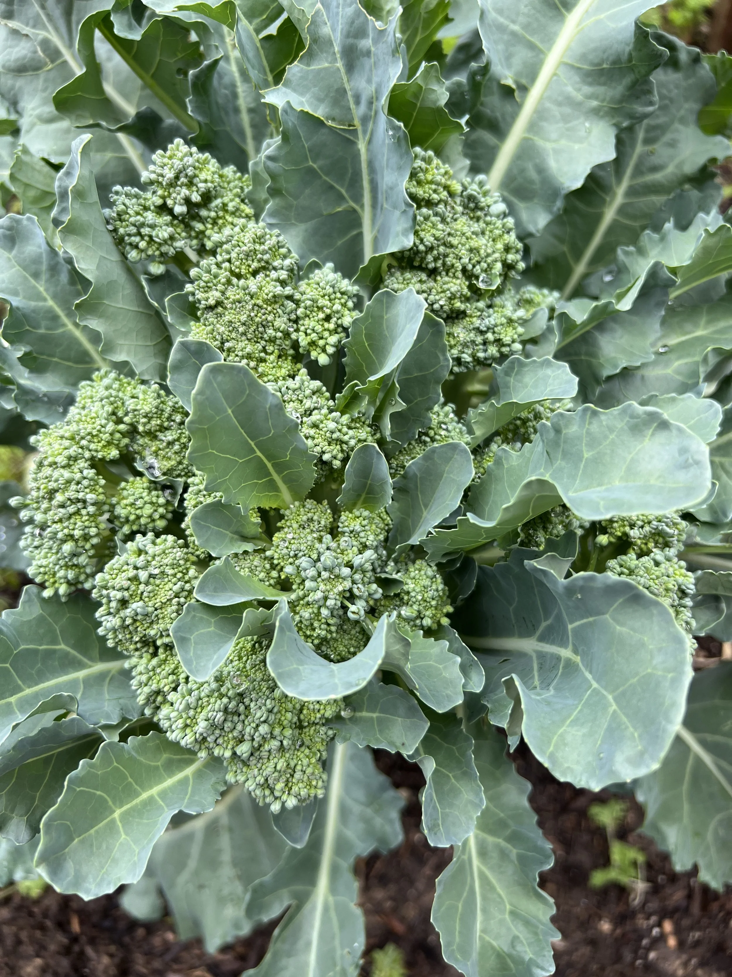 How to Grow Broccoli in Your Denver Backyard Garden — Auntie M's Garden