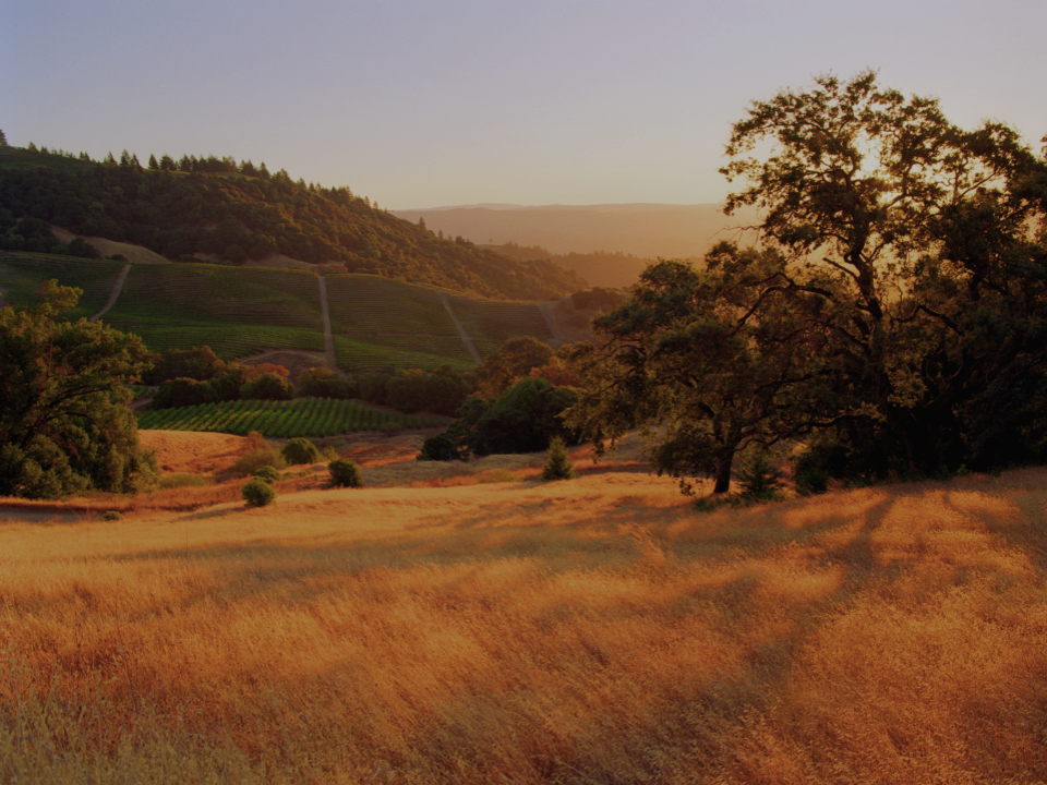 CMB Family of Wines | A Sonoma County Staple