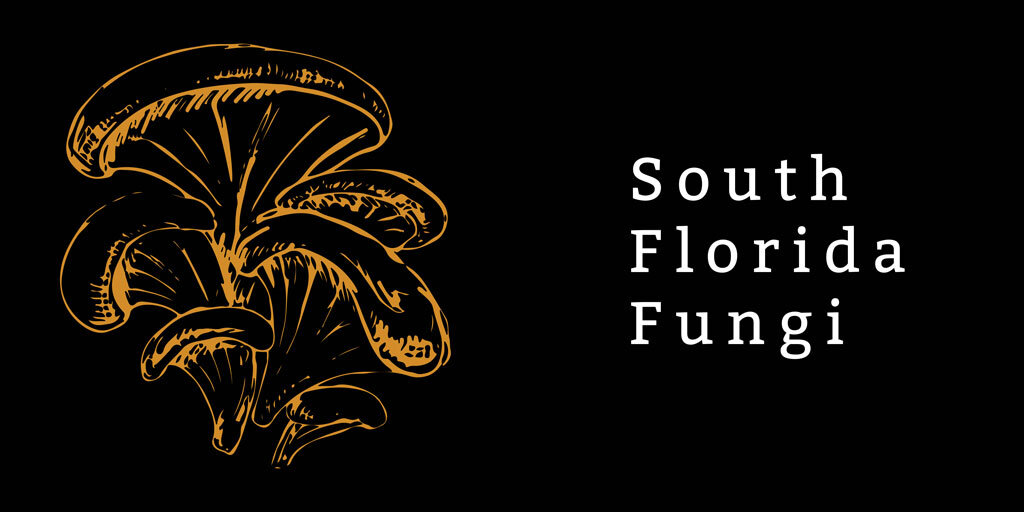 South Florida Fungi