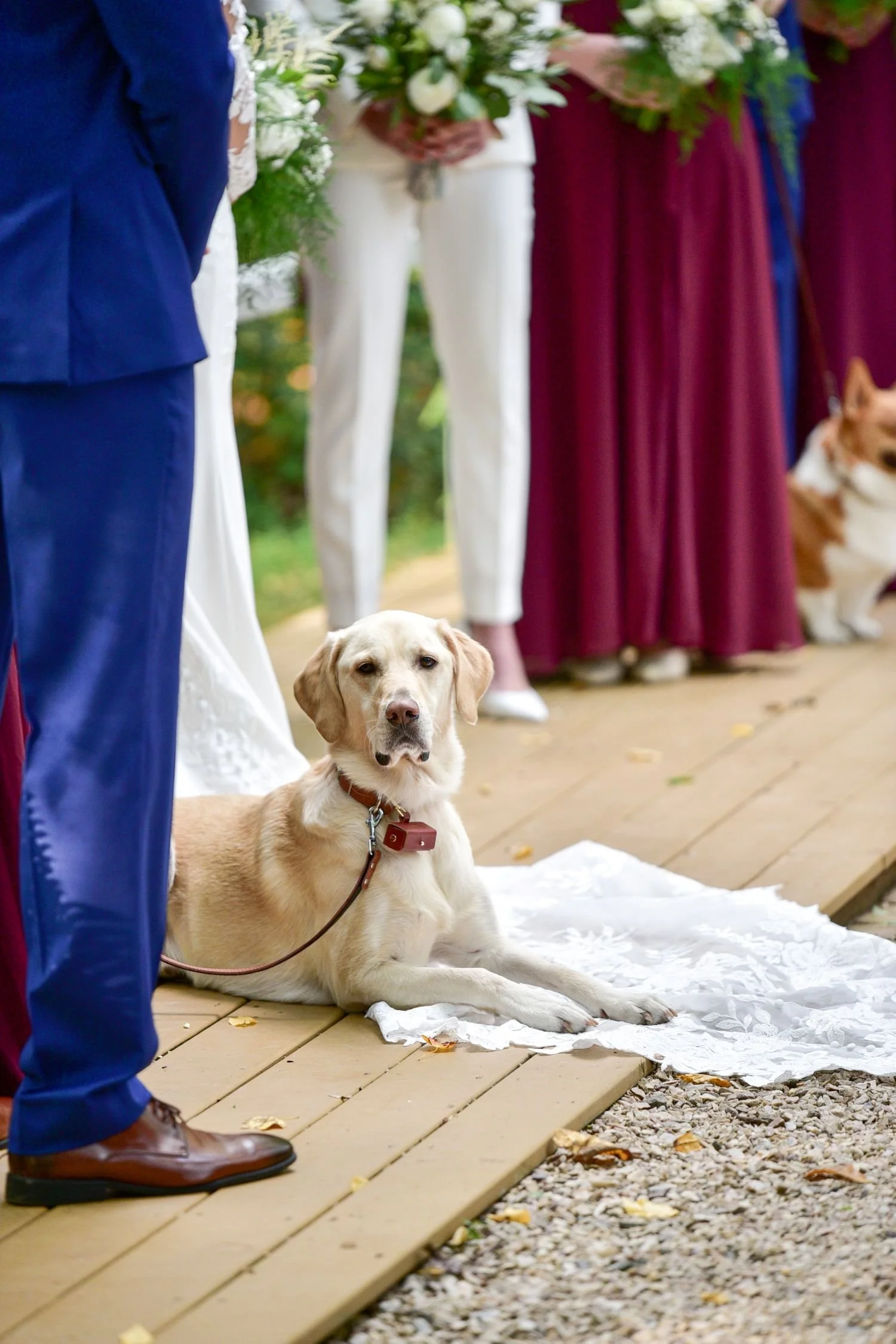 A bride's pet dog poses for the camera woodland wedding ceremony at Historic Jasmine, a pet-friendly wedding venue near Richmond, VA.