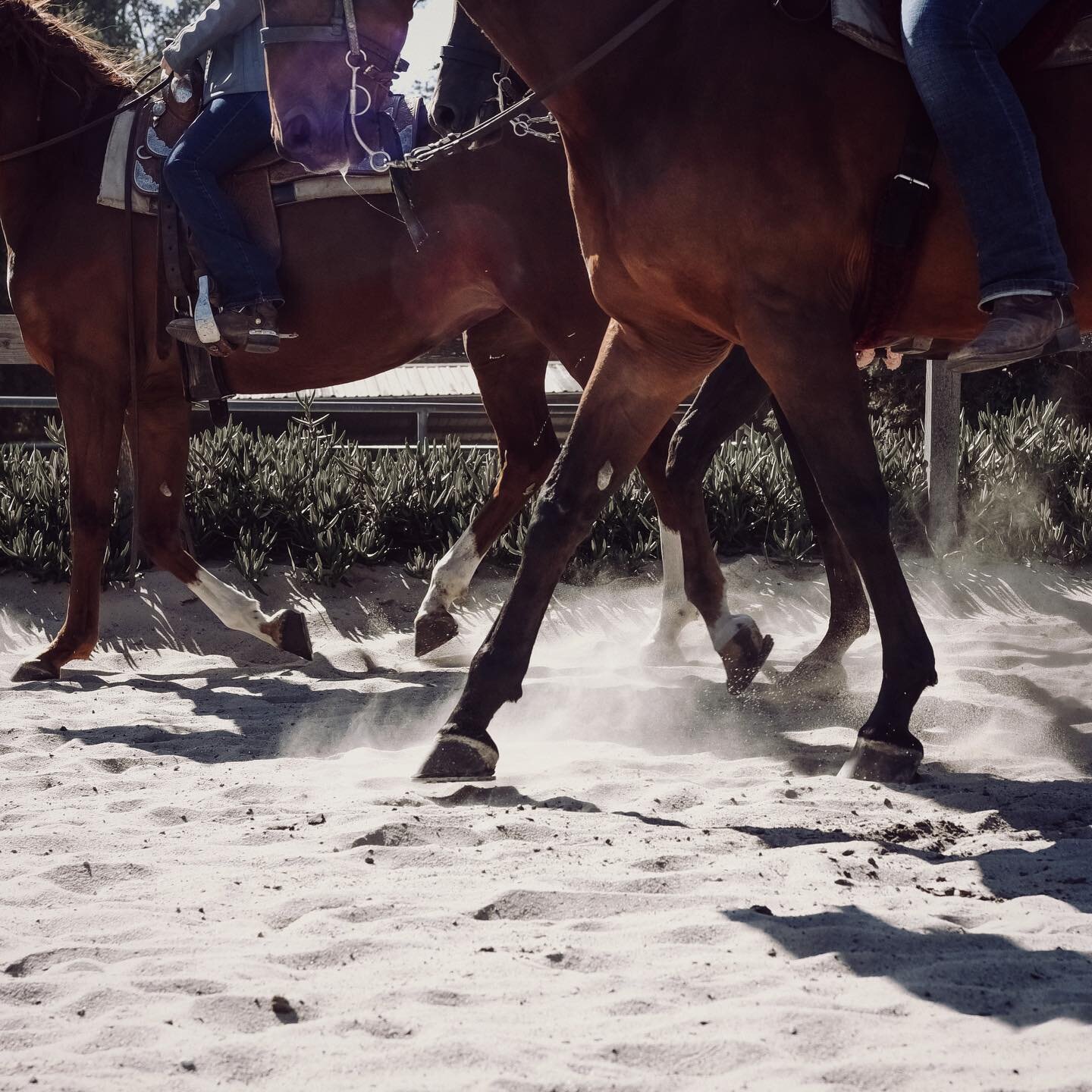 I get by with a little help from my friends... #horsegirls #horsesofinstagram #arabianhorse #spiritanimal #slohorses #visitslo #slocal #horsetrainer