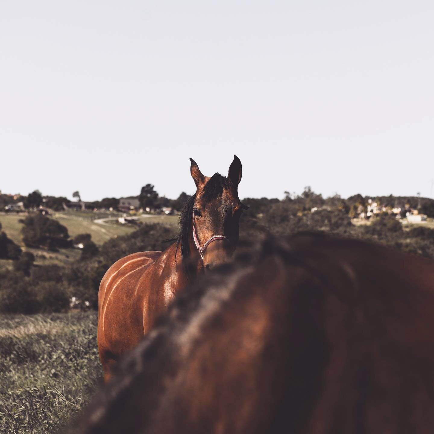 @private_i_ha ⚡️ in the pasture. #spiritanimal #arabianhorse #horsesofinstagram #horses