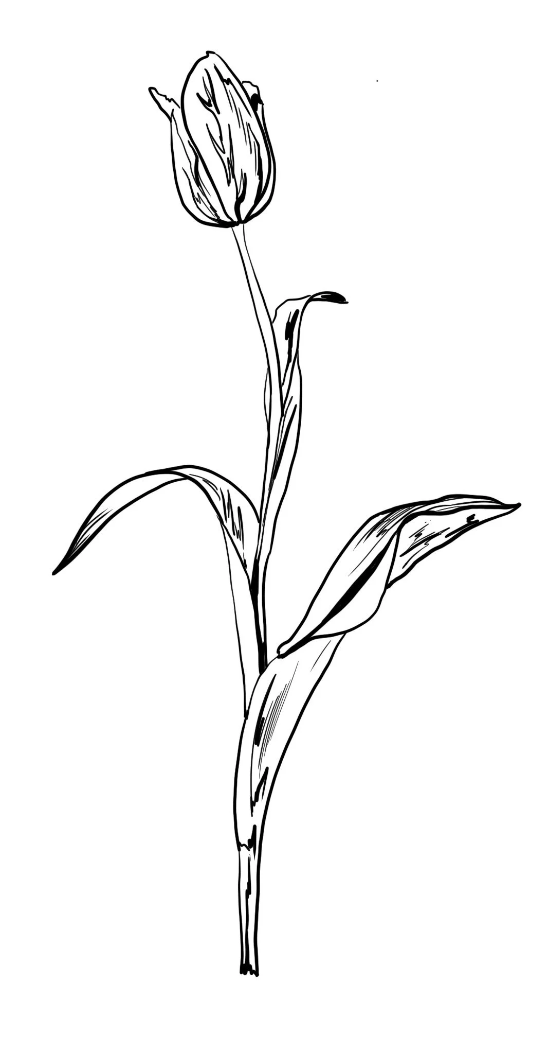 plants