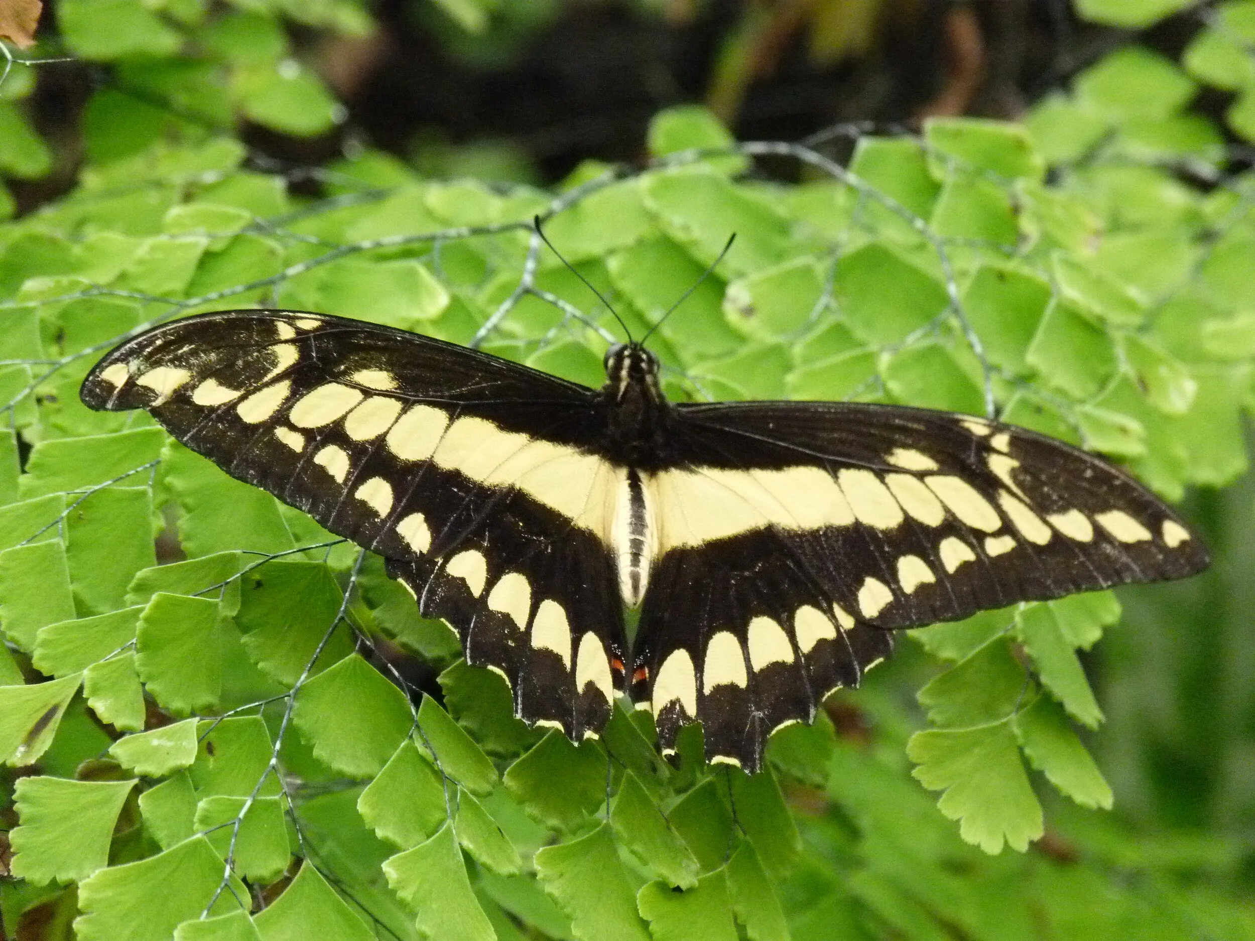 Striped Giants - Grayce Cheng