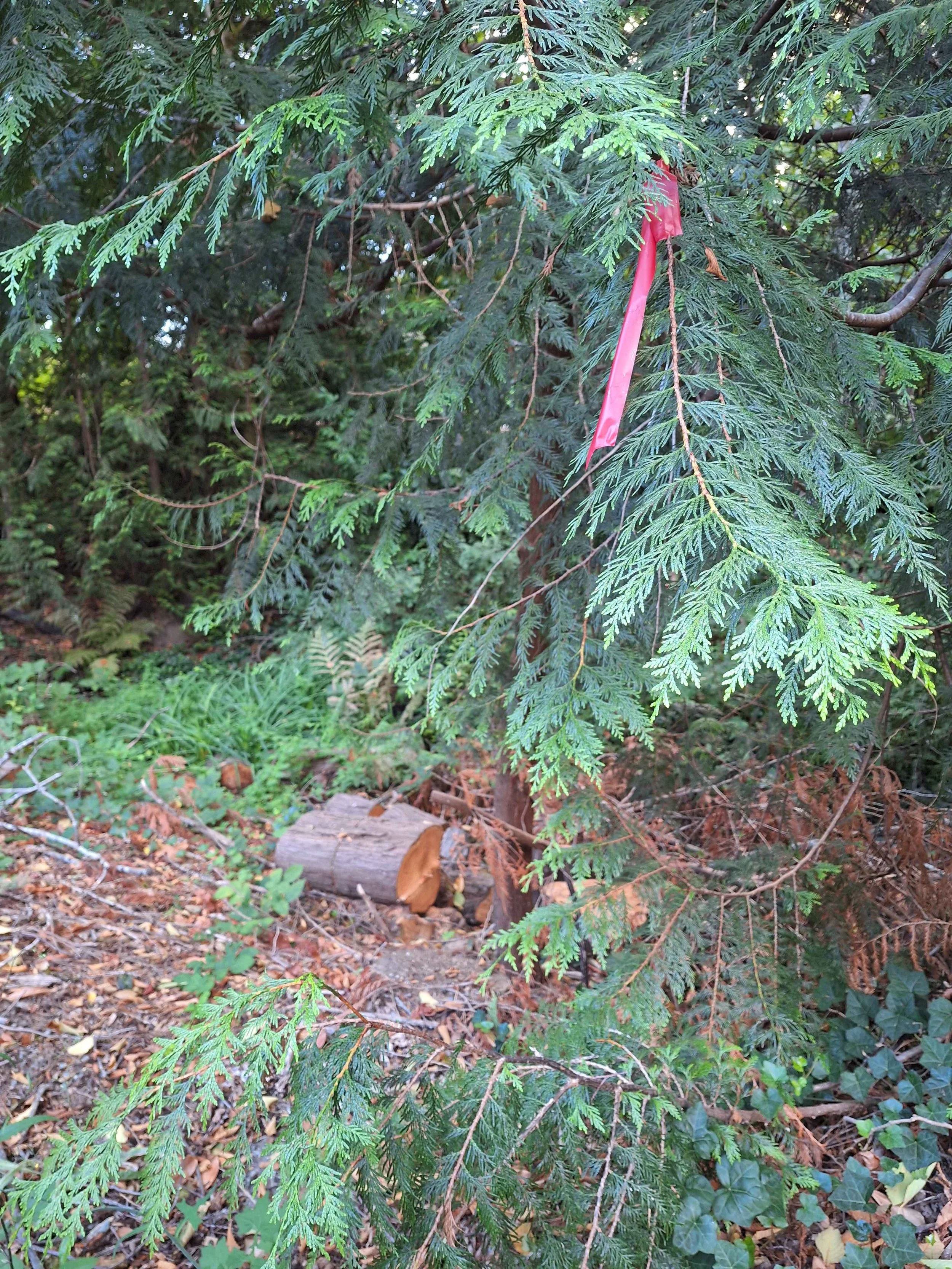 Hazardous Tree Removal
