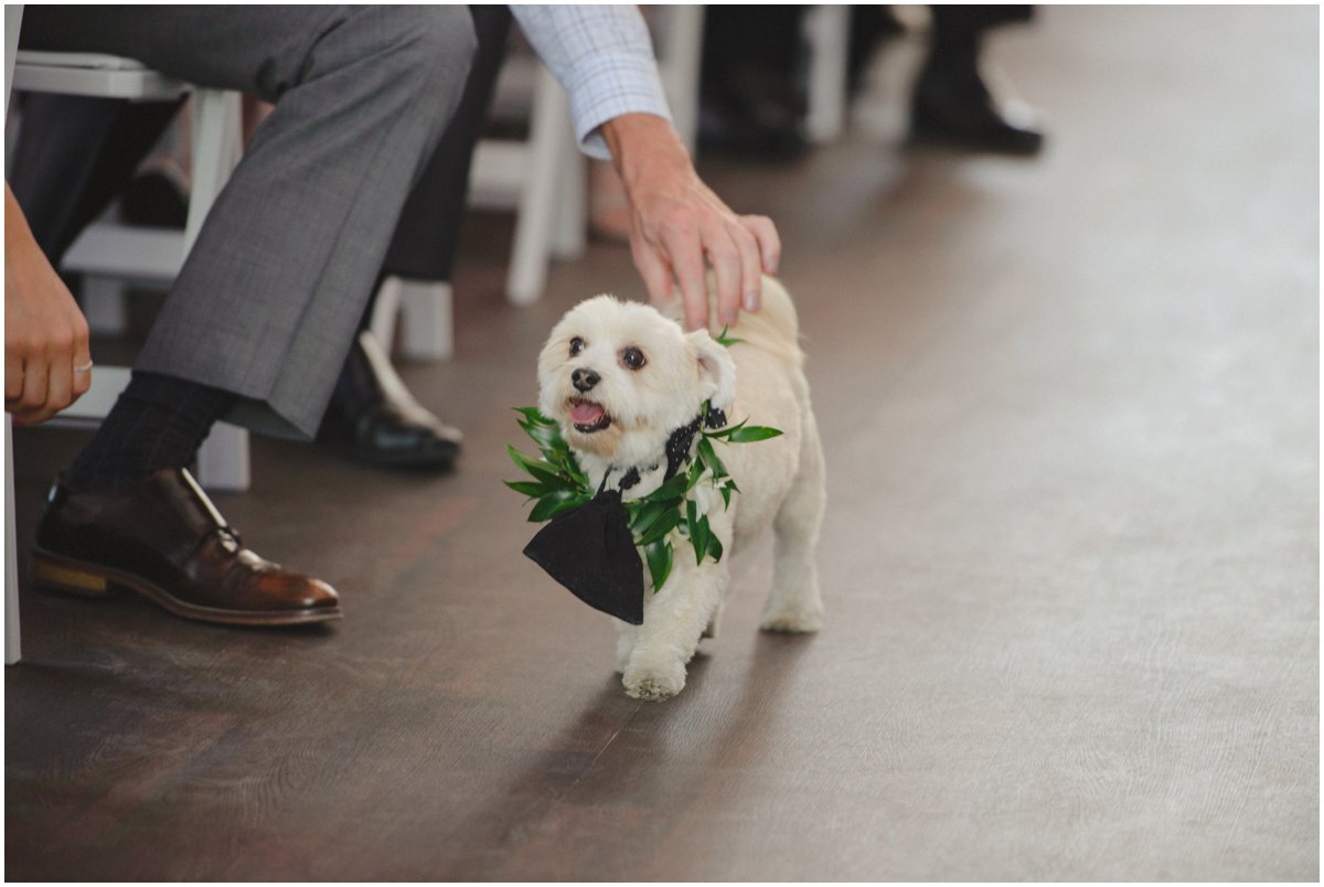 Puppy walking the rings down the aisle at a Malaparte Wedding