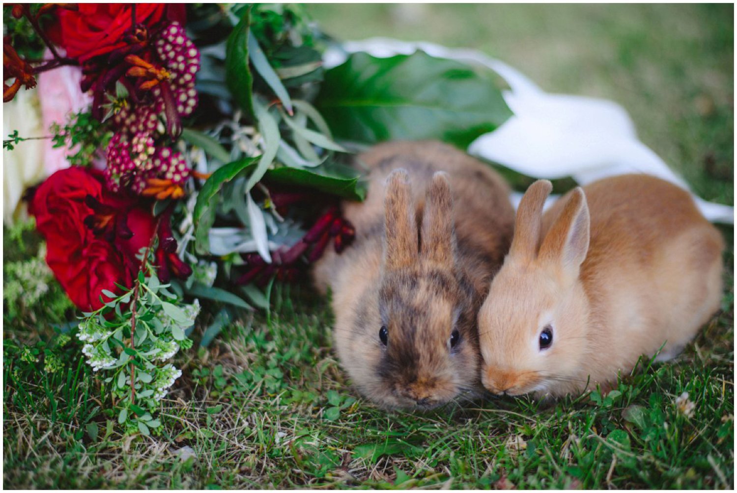 Two dwarf bunnies Toronto wedding photographer