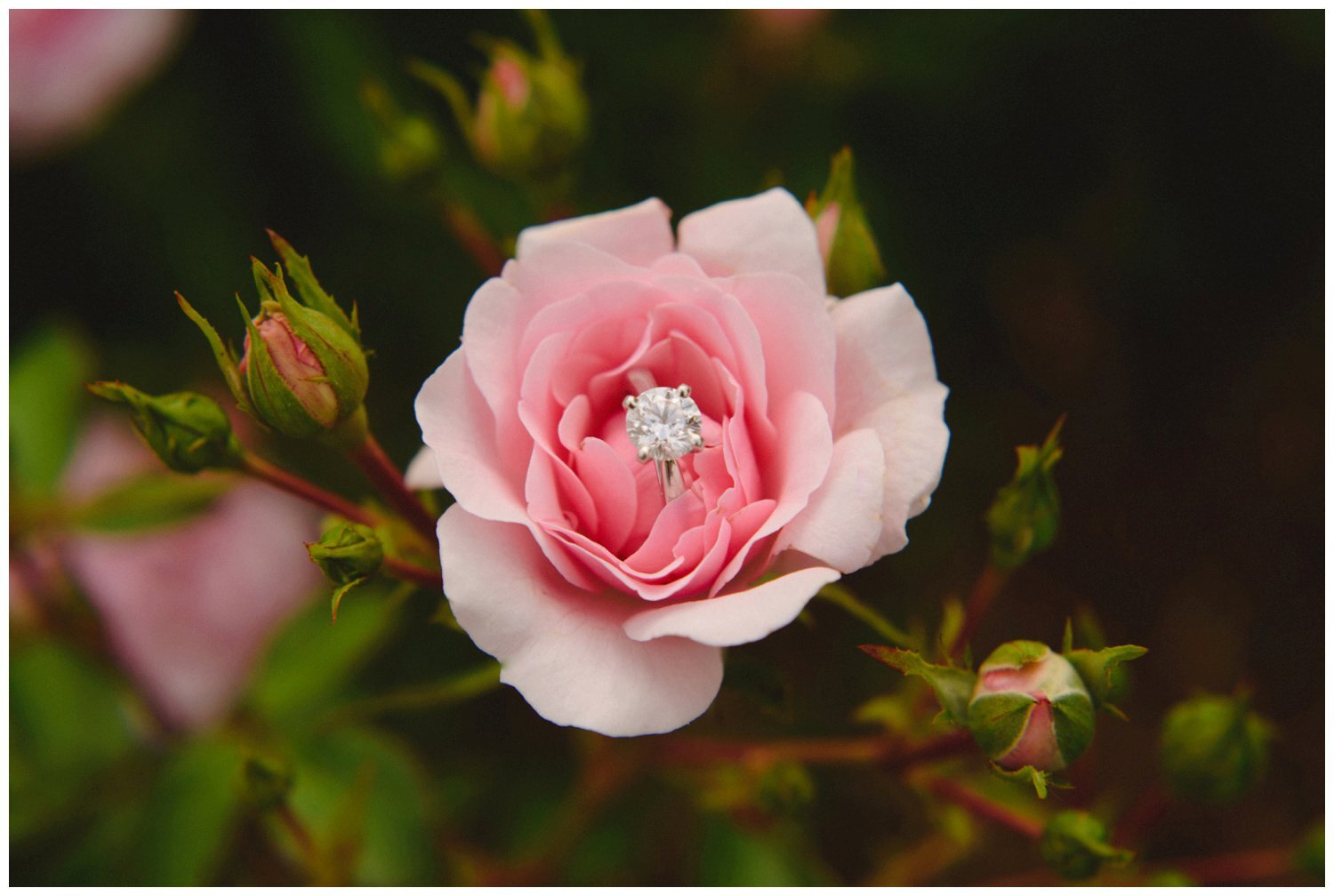 close up of a pink rose and engagement ring at Dog Tales Sanctuary engagement session
