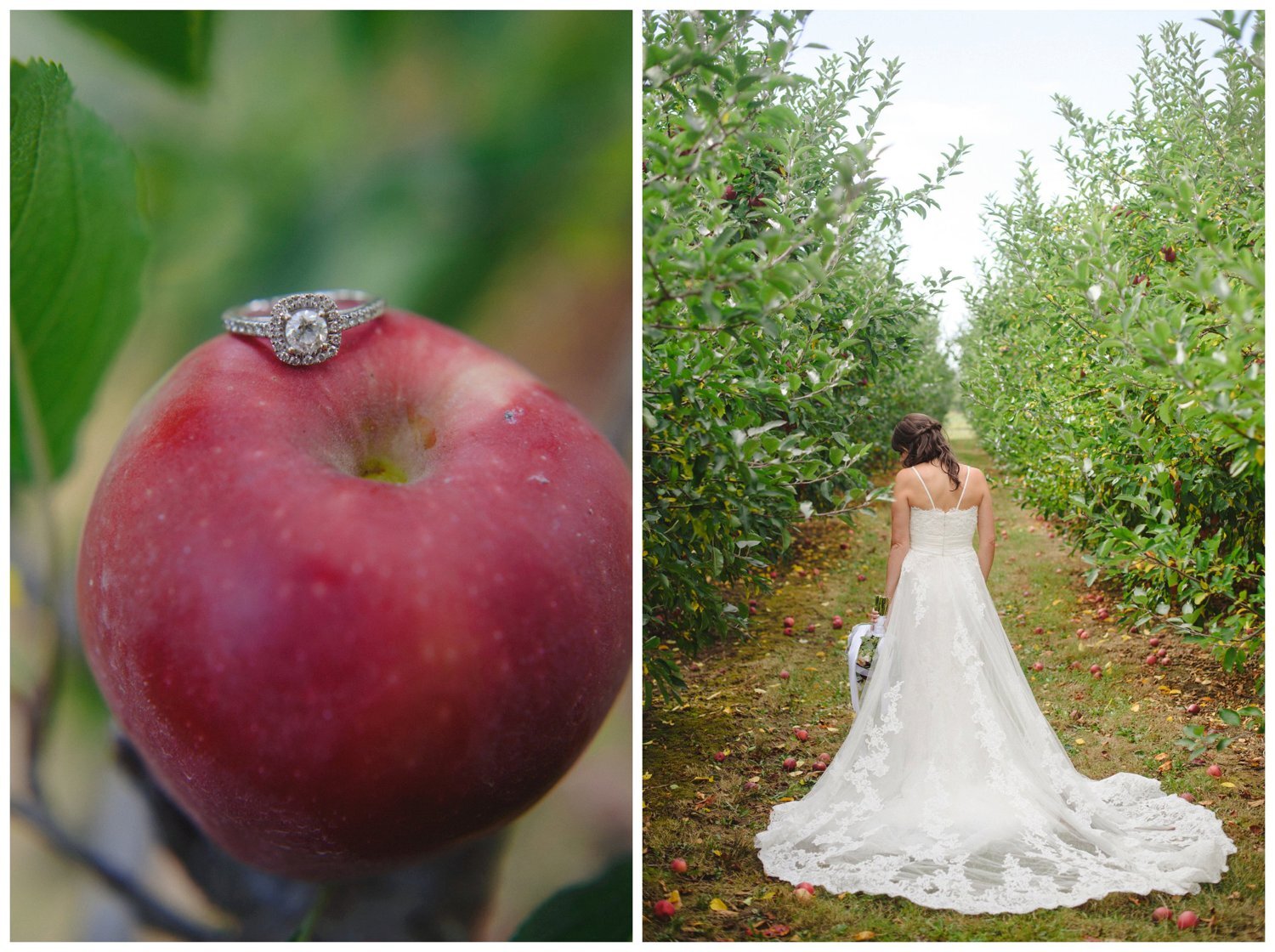 bride in an apple orchard at The Greens at Renton Wedding