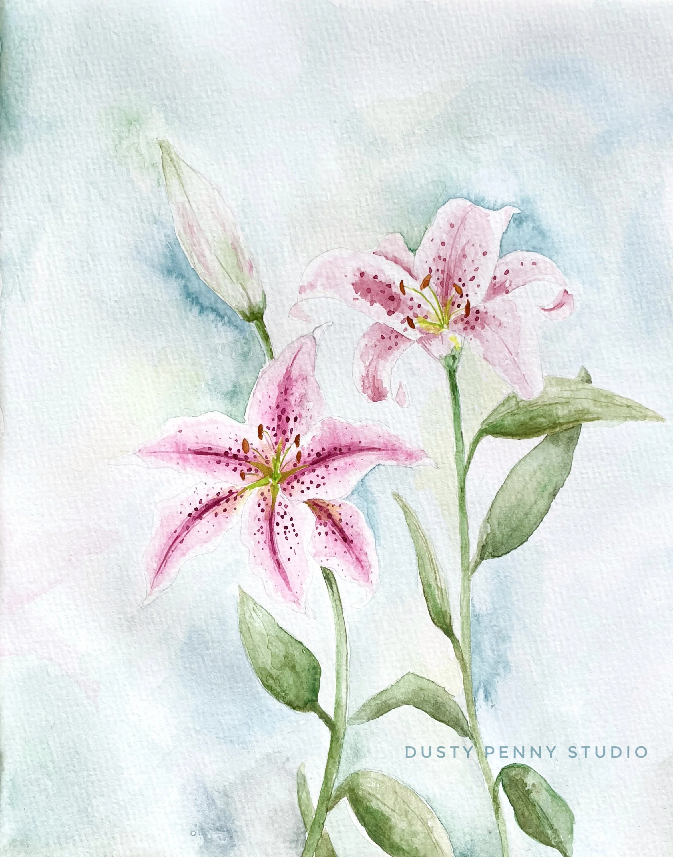 Stargazer