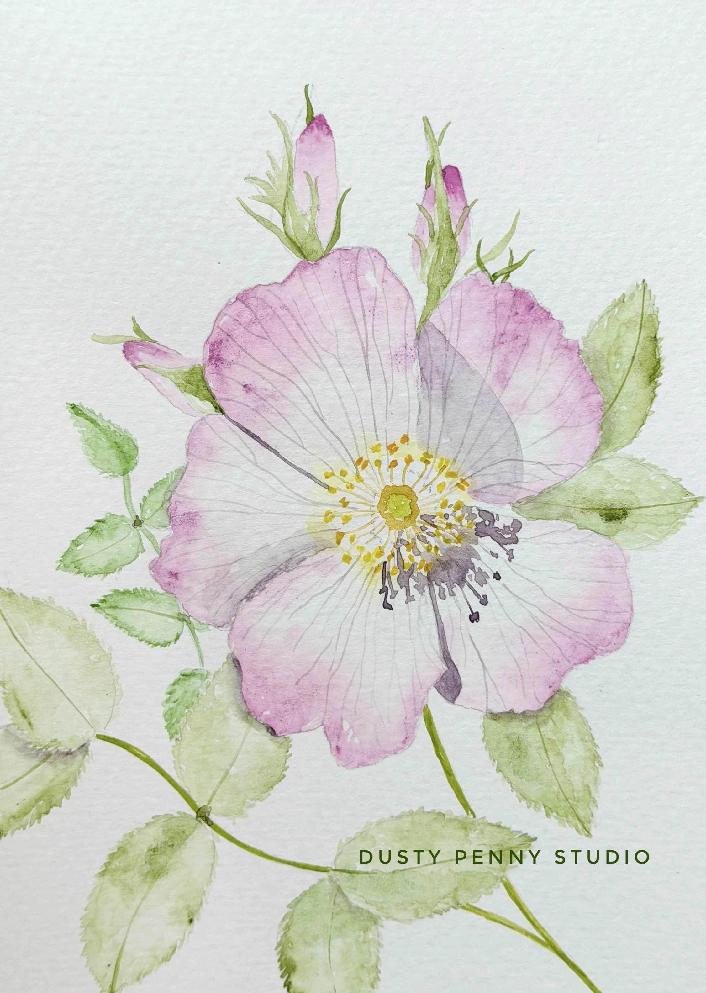 Dog Rose