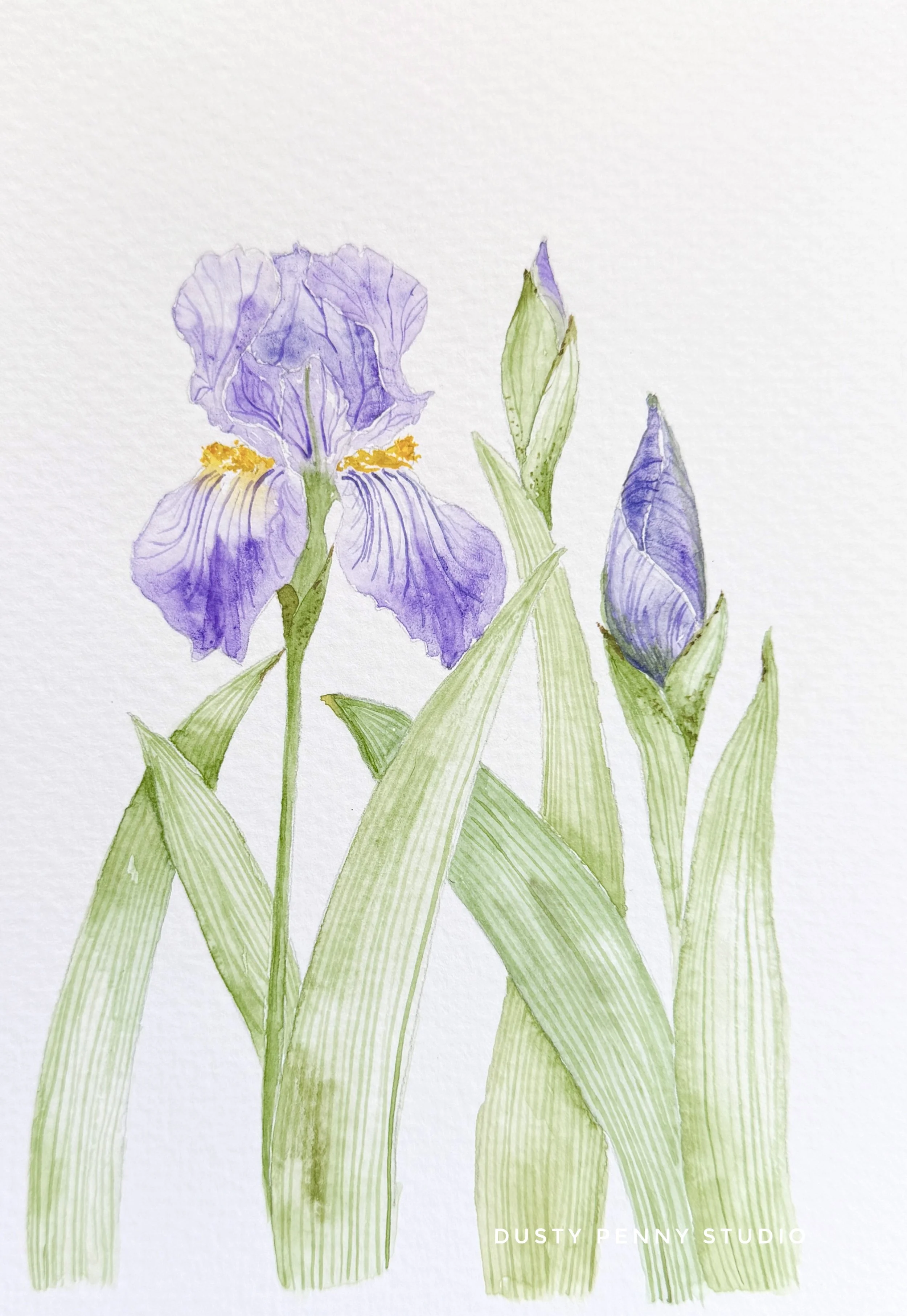 Iris 3