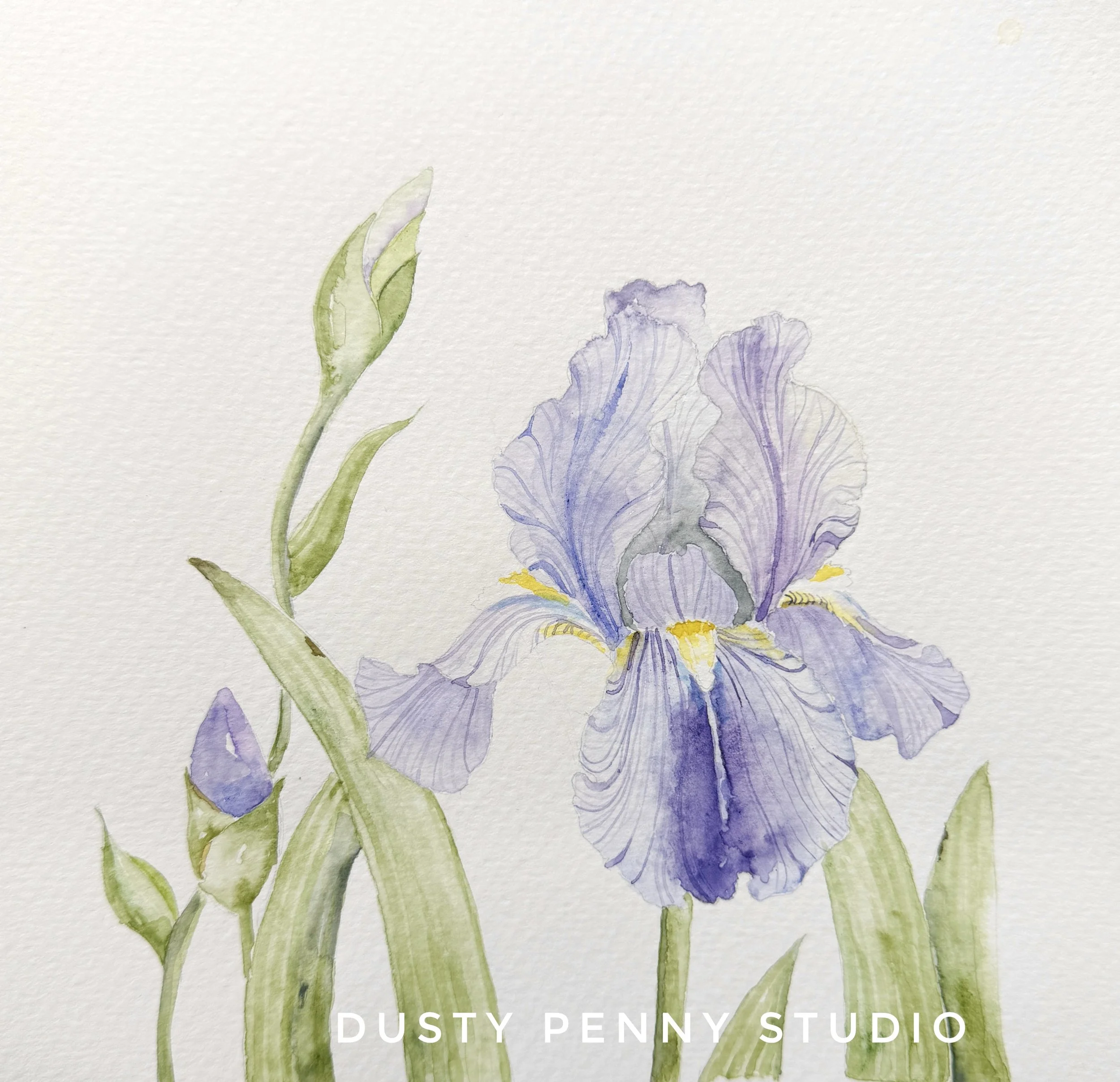 Iris 2