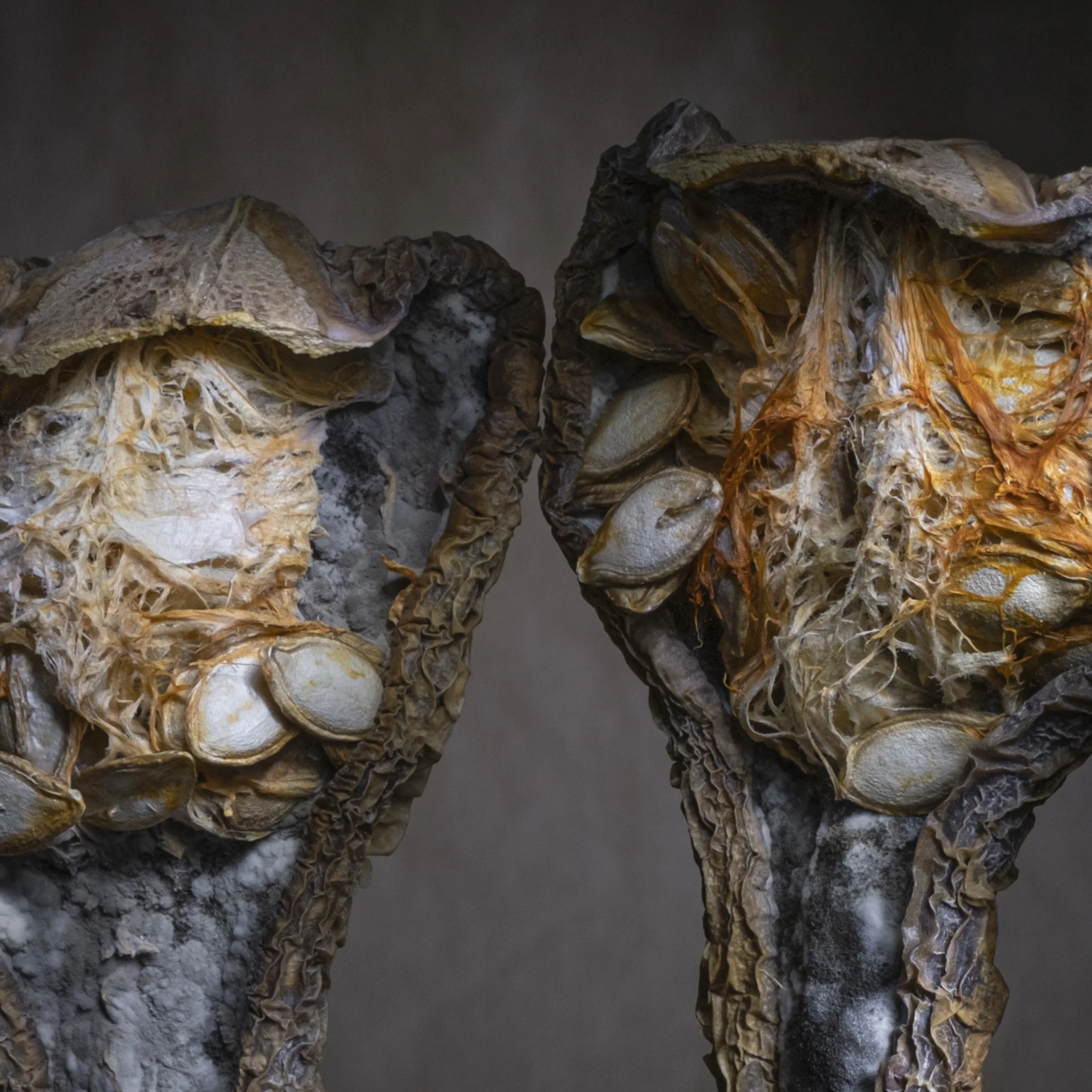 Munchx_Cecilie E Åserud Pumpkin4.jpg