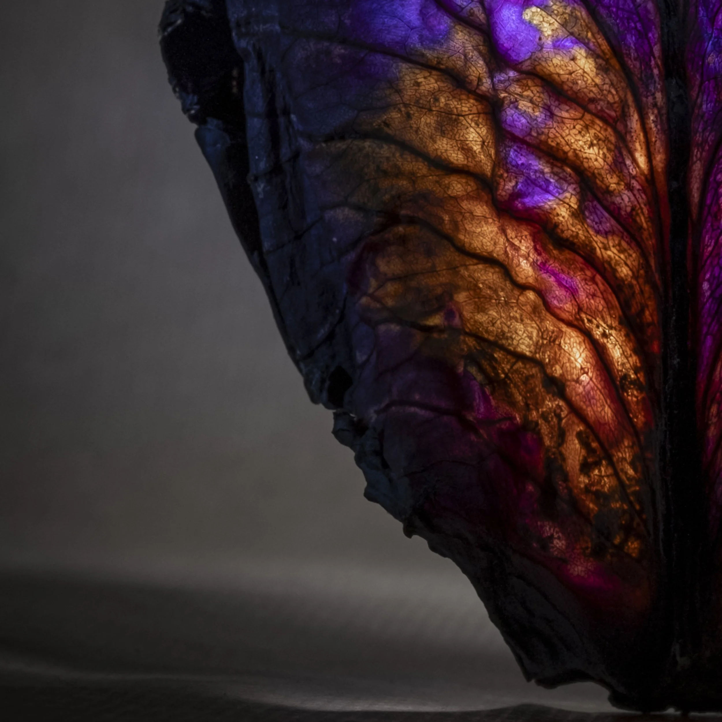 Munchx_Cecilie E Åserud Red cabbage3.jpg