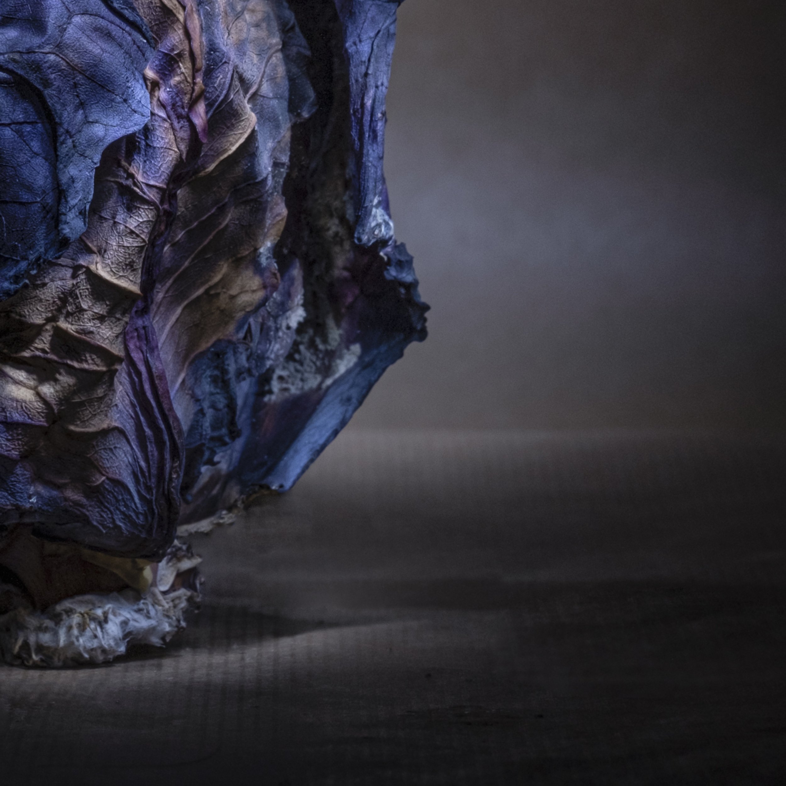 Munchx_Cecilie E Åserud Cabbage3.jpg