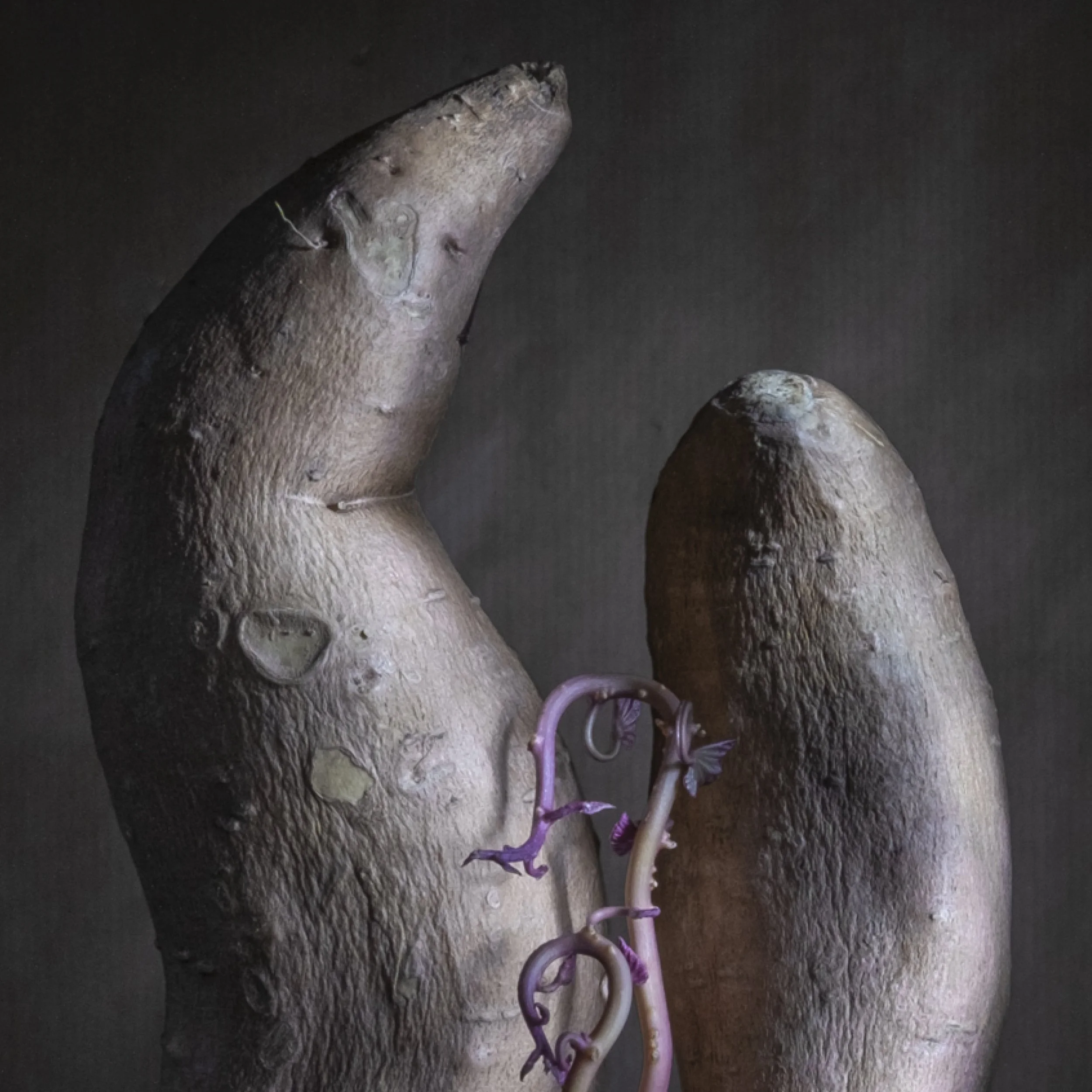 Munchx_Cecilie E Åserud Potatoes4.jpg