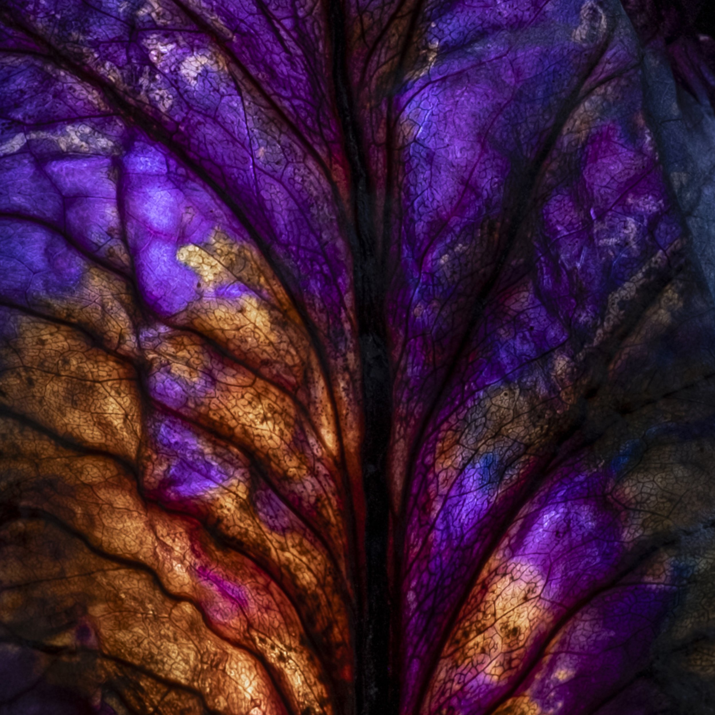 Munchx_Cecilie E Åserud Red cabbage4.jpg