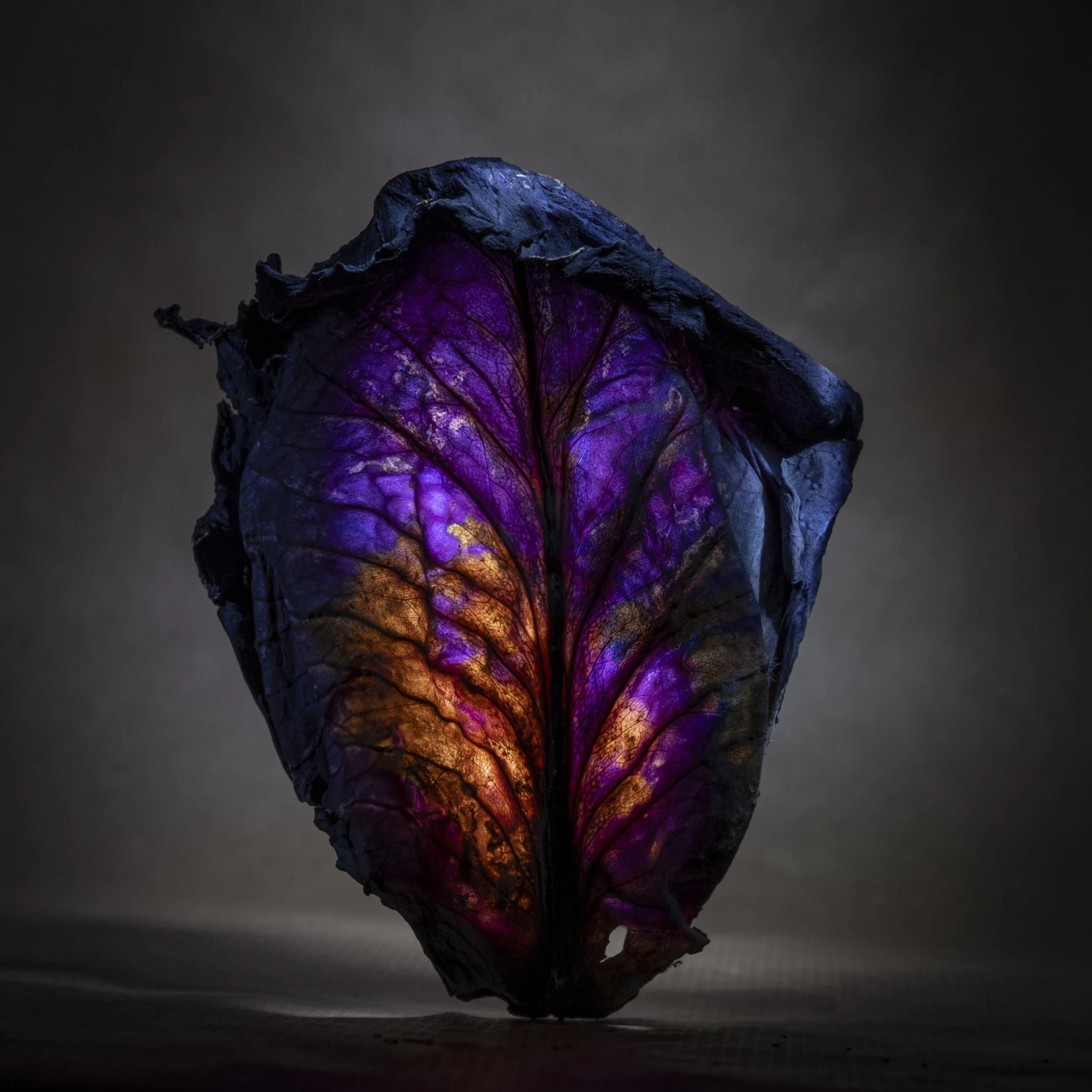 Munchx_Cecilie E Åserud Red cabbage2.jpg