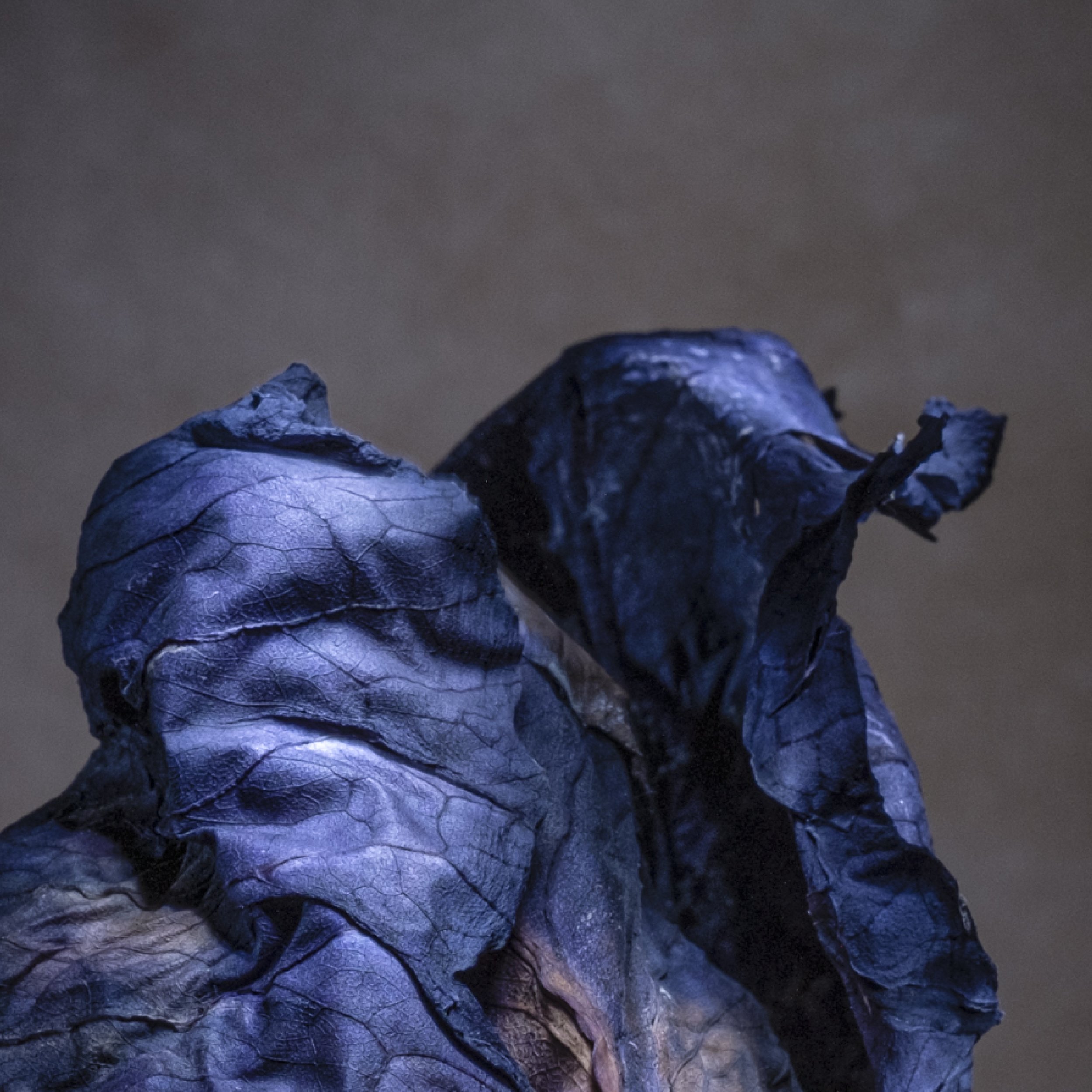 Munchx_Cecilie E Åserud Cabbage4.jpg