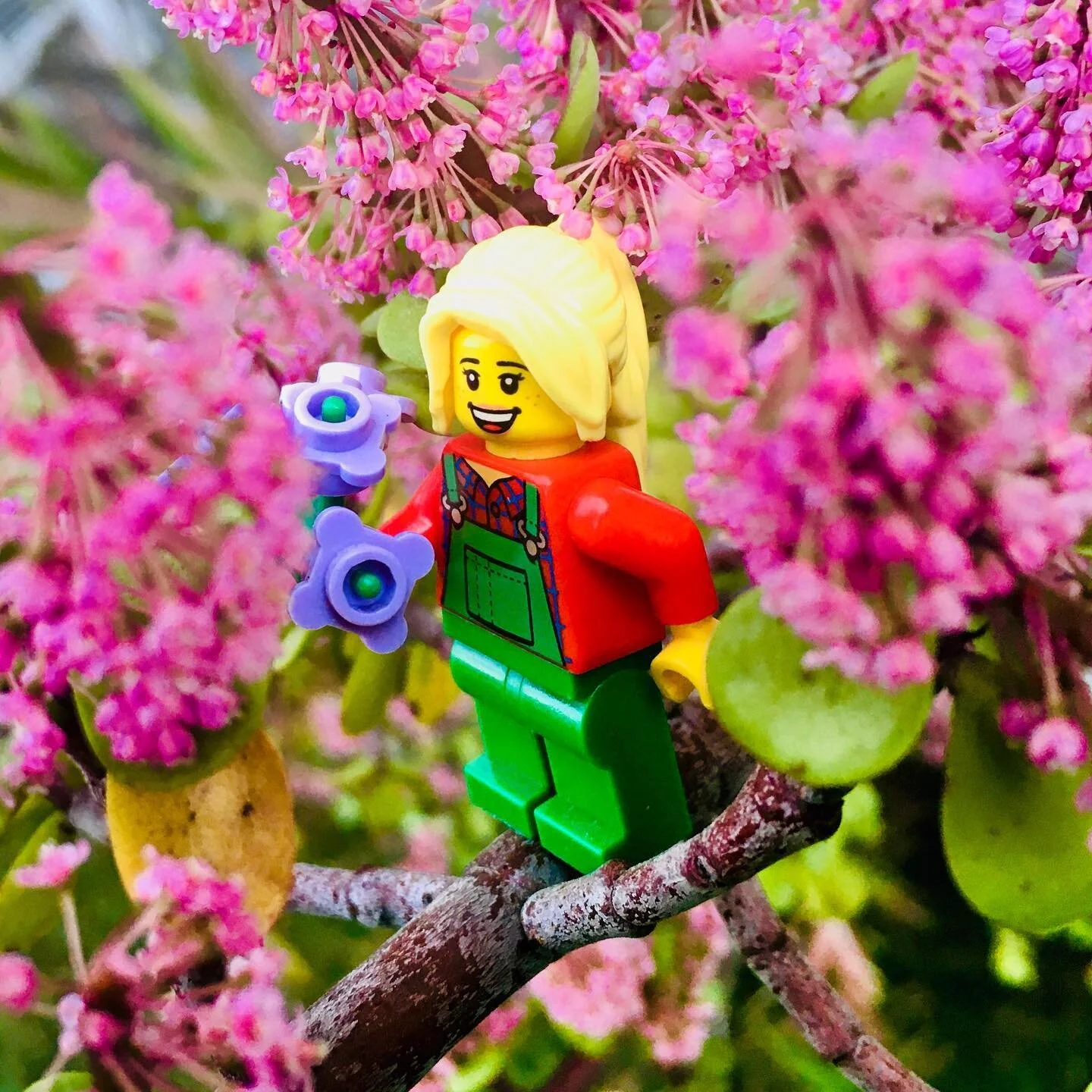 Blooming everywhere🪴🌺🌵
.
.
.
.
#jmelego #lego #legoholic @lego #brickcityterrace #legostagram #legominifigures #legophotography #legoinstgrm #legofriends #bricks #legoworld #minifigures #afol #legoaddict #legominifigs #legos #legofan #legomania #l