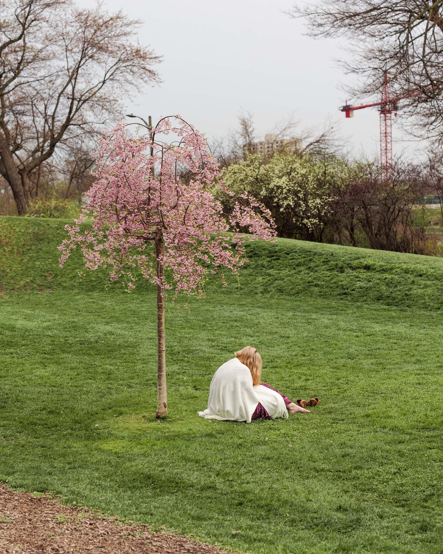 oh to be reading under a pink tree in april