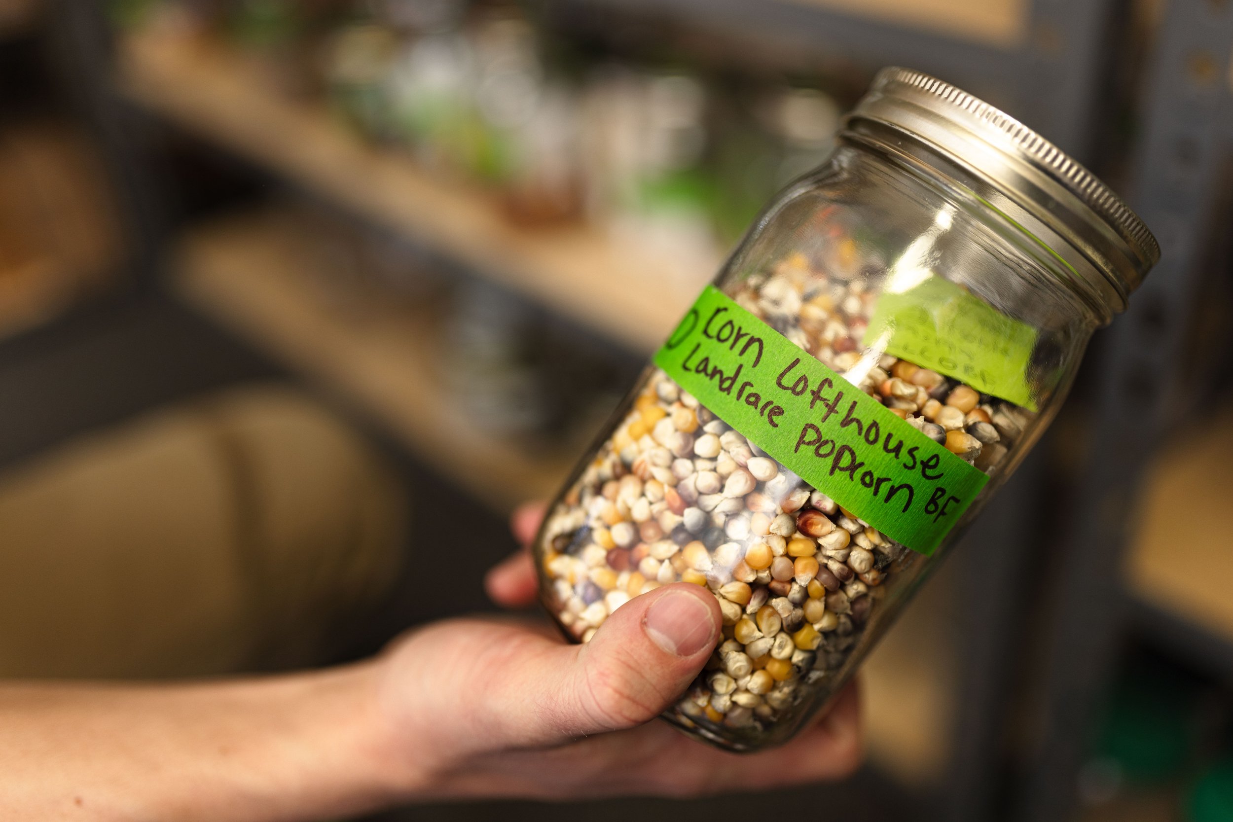  The co-op specializes in regionally adapted seeds in interesting varieties, such as this Lotfhouse Landrace Popcorn 