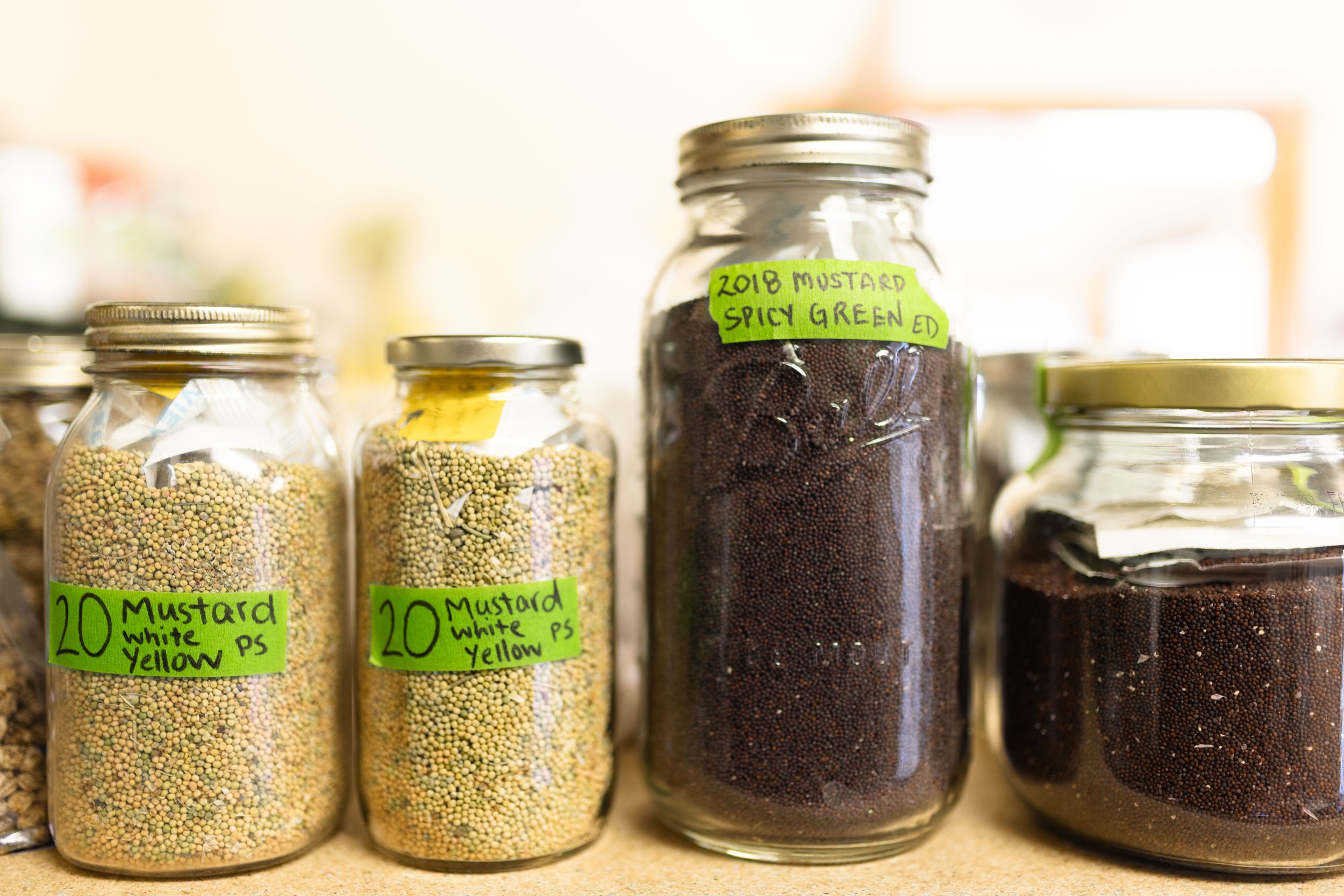  The co-op provides seeds for vegetables, herbs, flowers, grains and greens, like these varieties of mustard. 