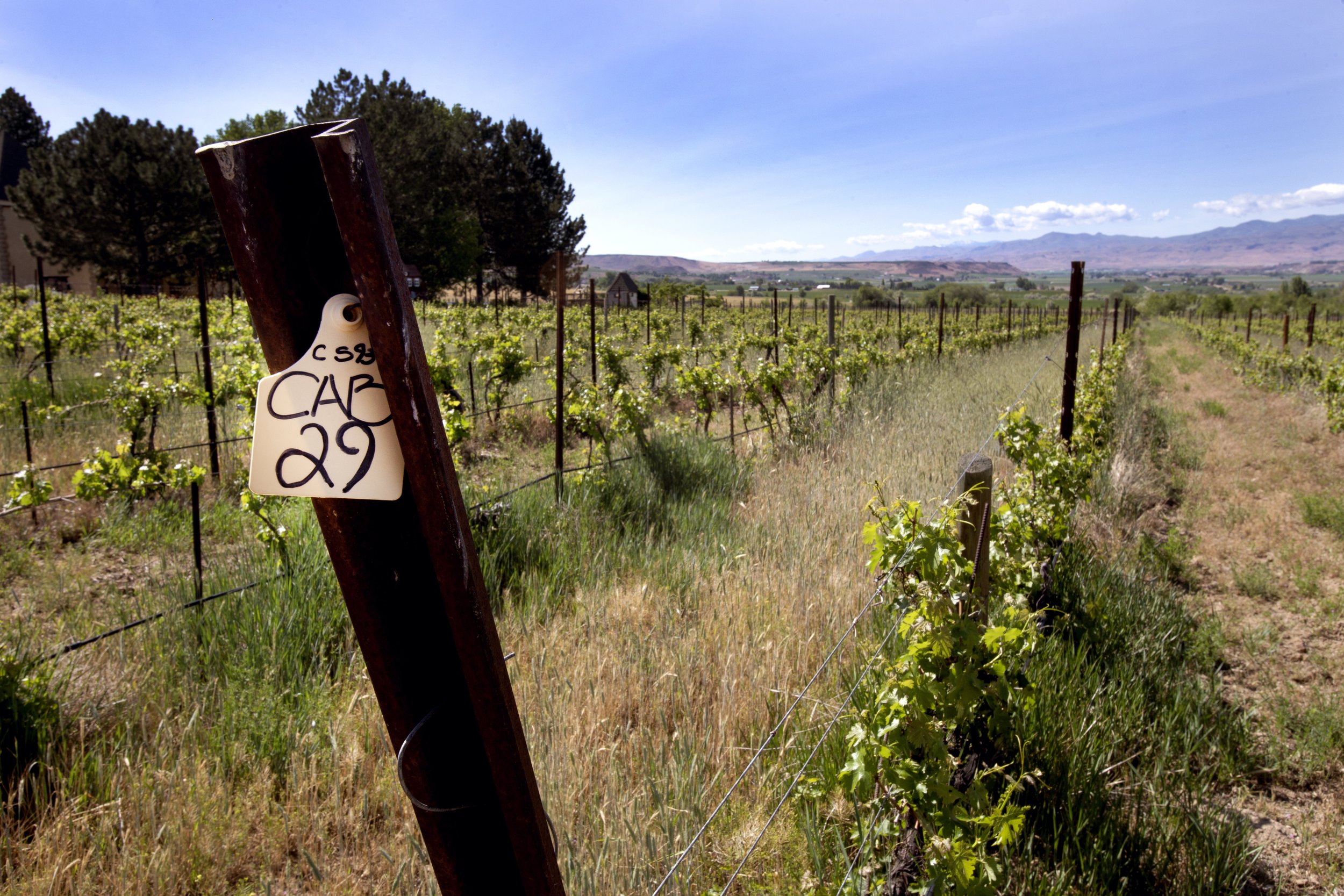 Grape vines at Hells Canyon and Zhoo Zhoo winery