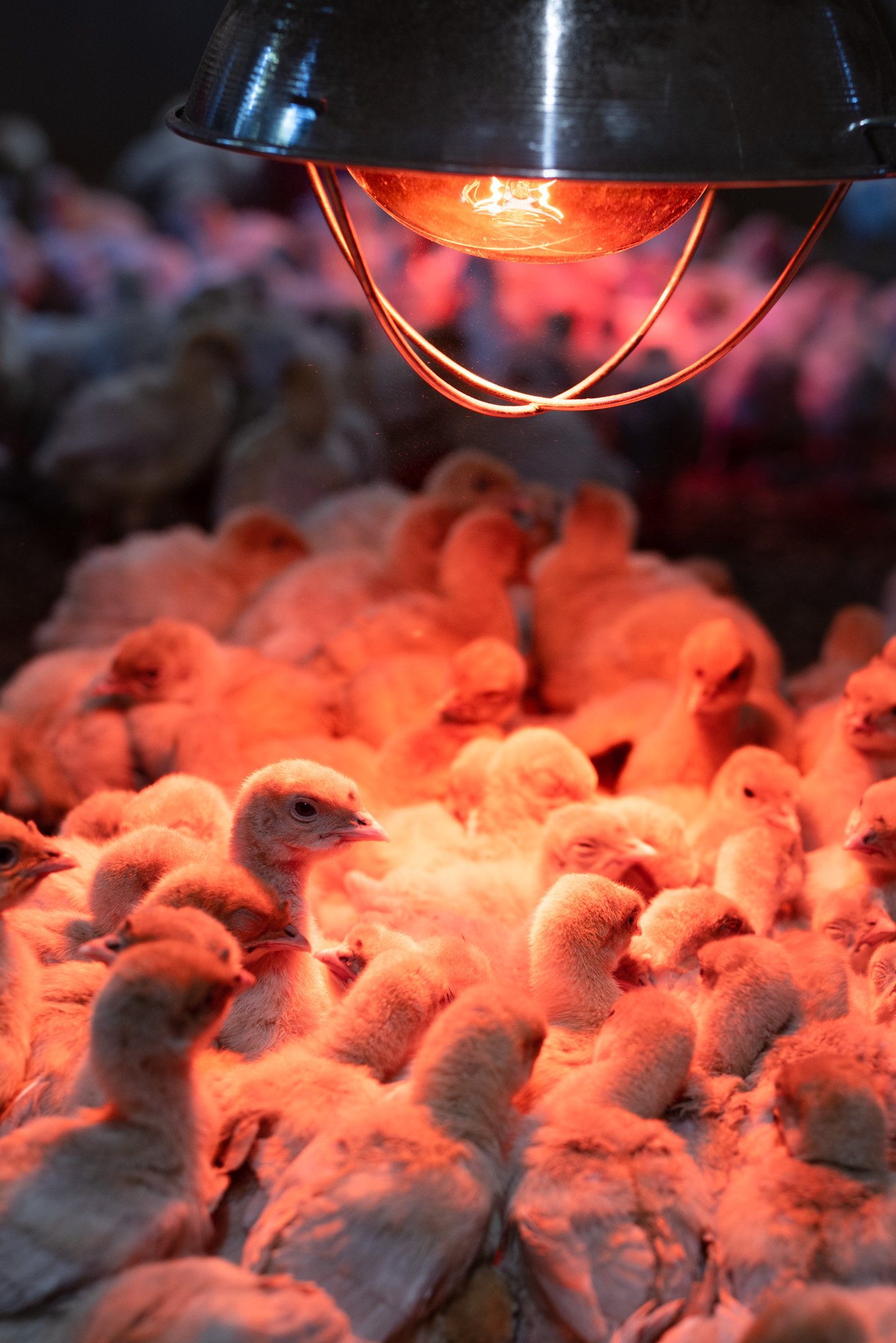  Chicks keep warm under a heat lamp. 