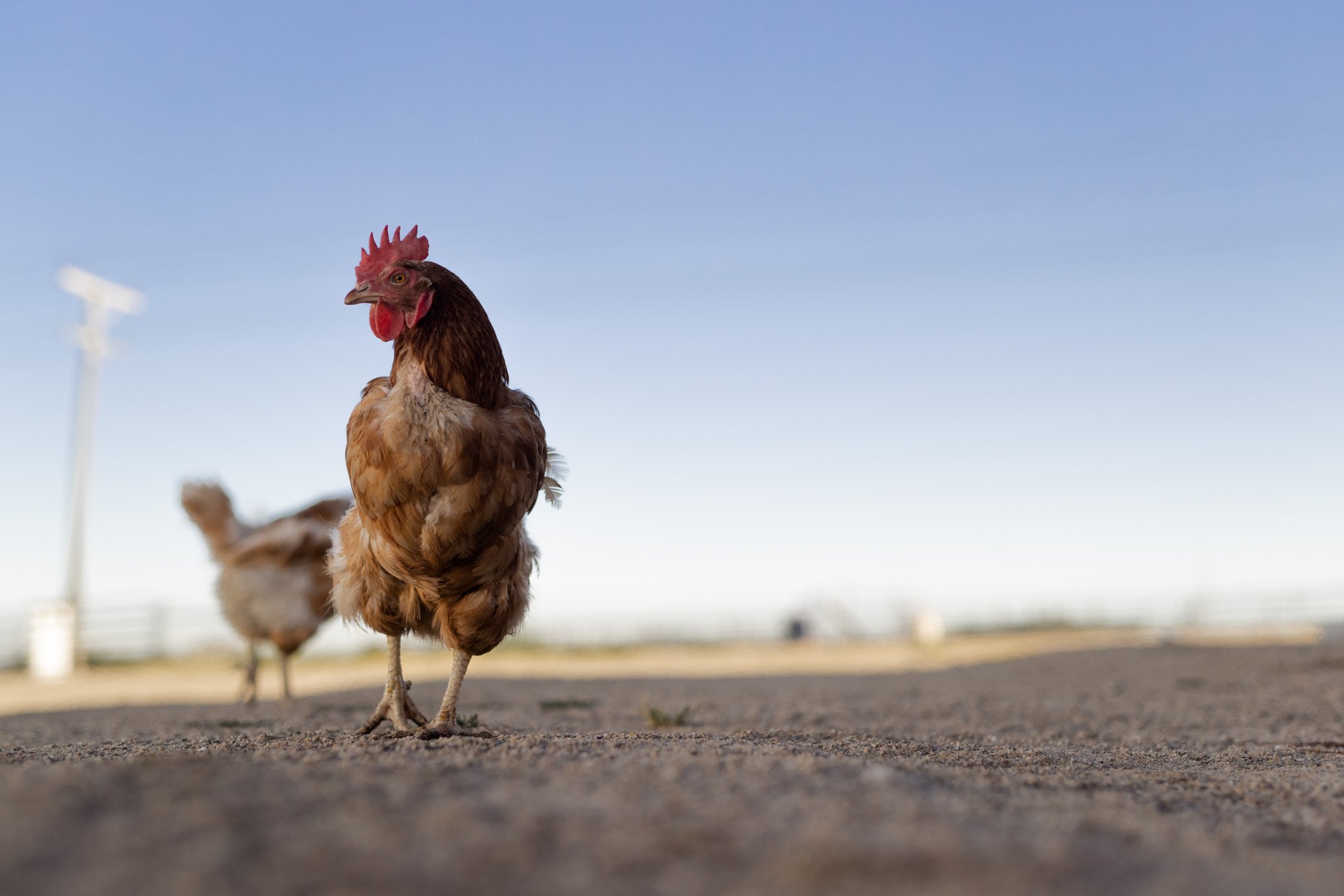 A chicken crosses the road at McIntyre Pastures.