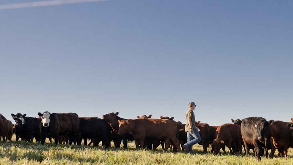 Bridon McIntyre checks on the cattle.