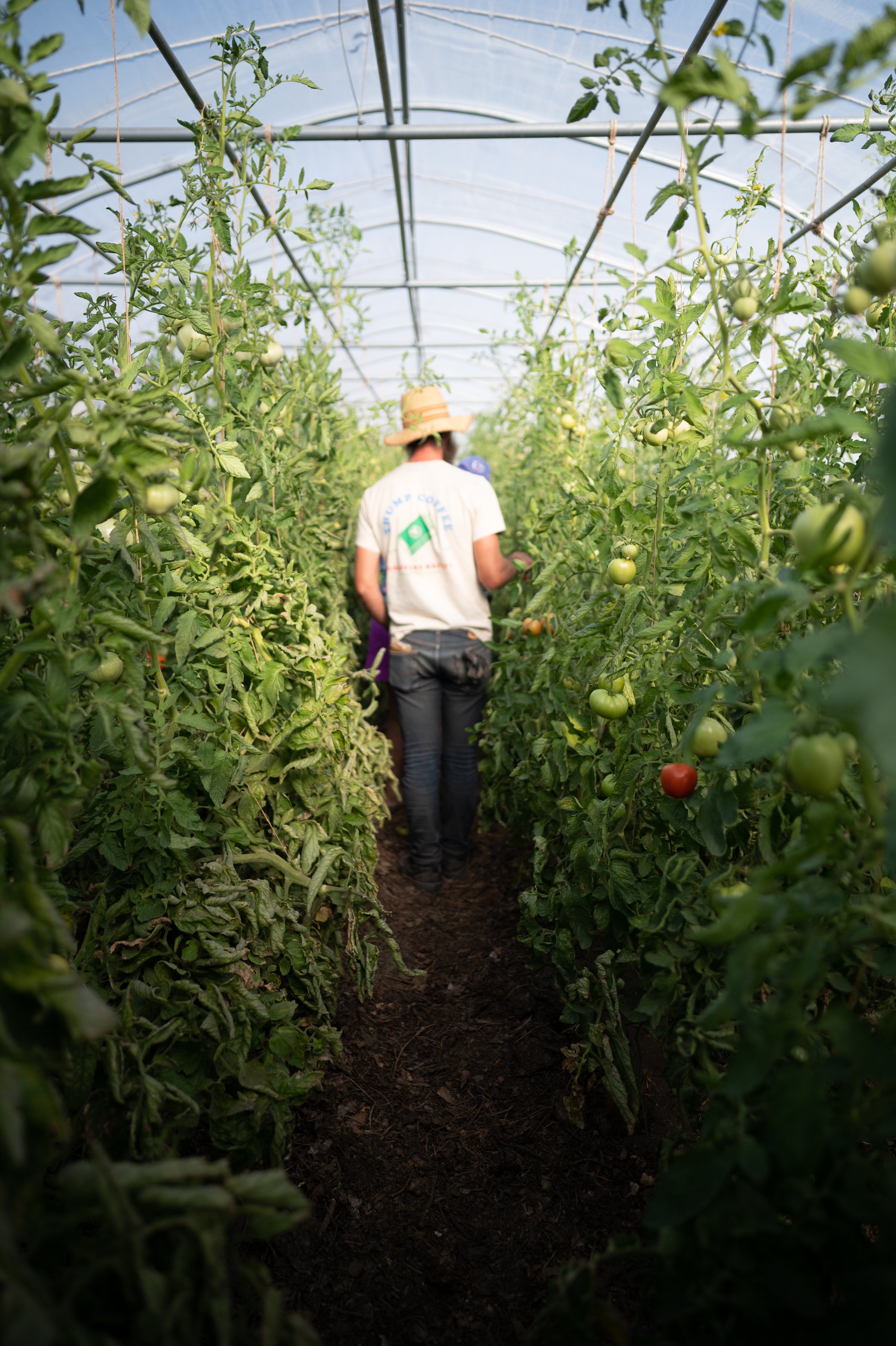 Bowman walks through a row of greenhouse tomatoes.