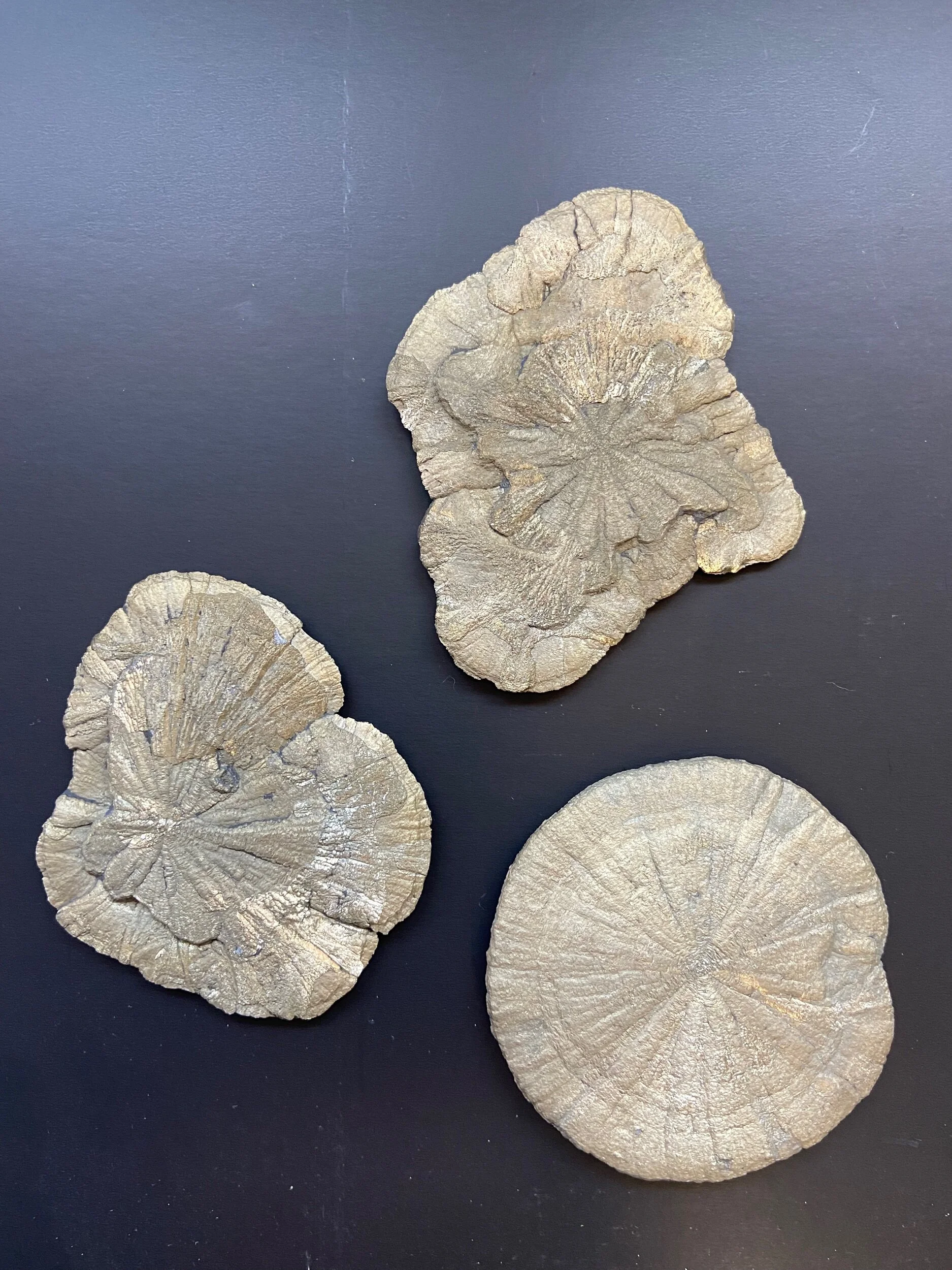 CDED222D-5B13-4FD7-A593-37250B2555E1