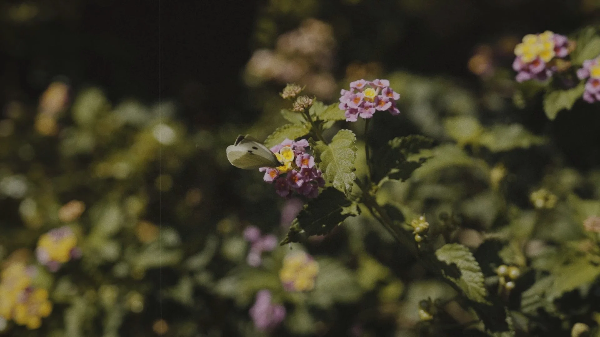 Secuencia 01.00_01_39_18.Imagen fija175.jpg