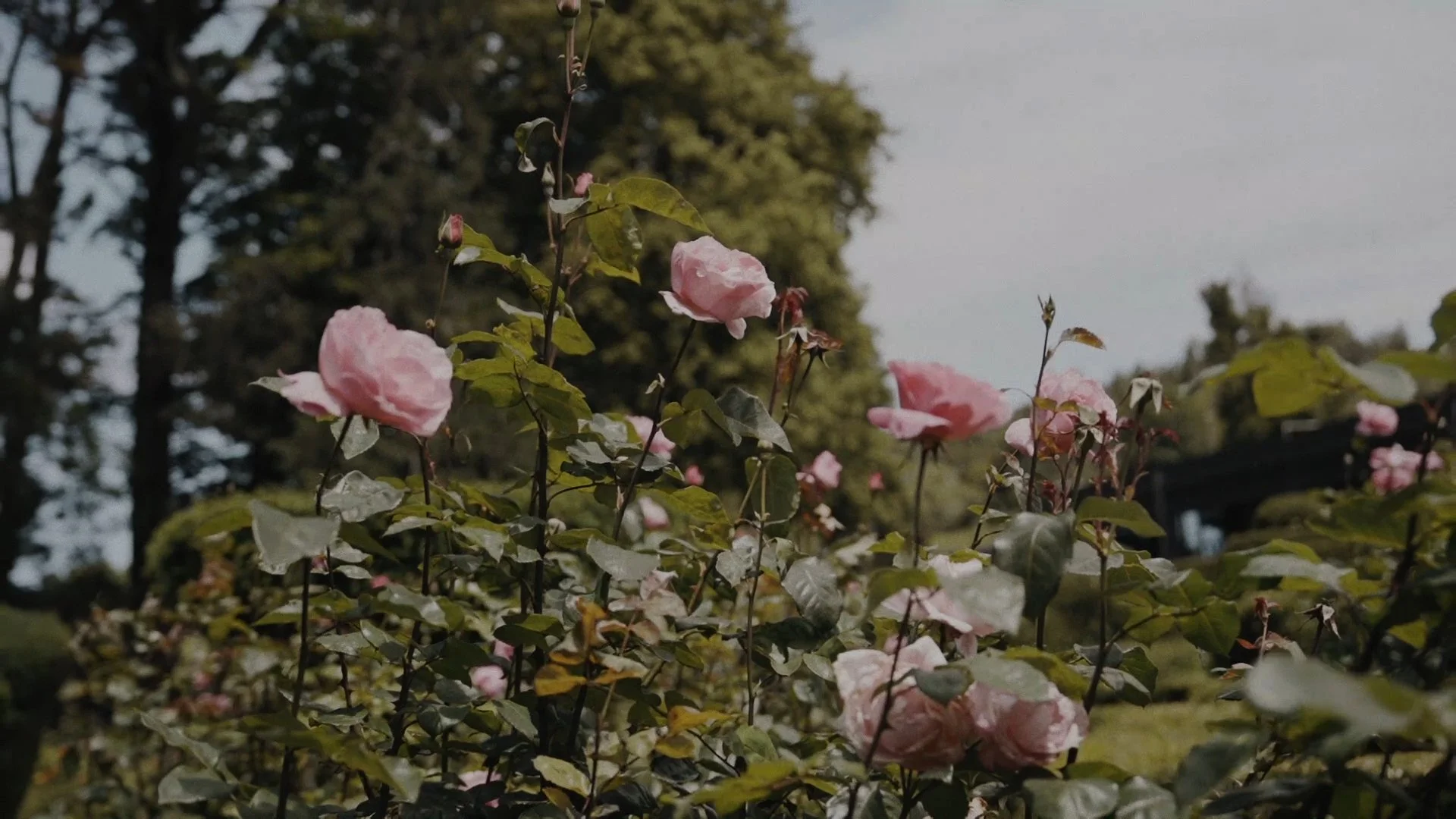 Secuencia 01.00_00_49_20.Imagen fija041.jpg