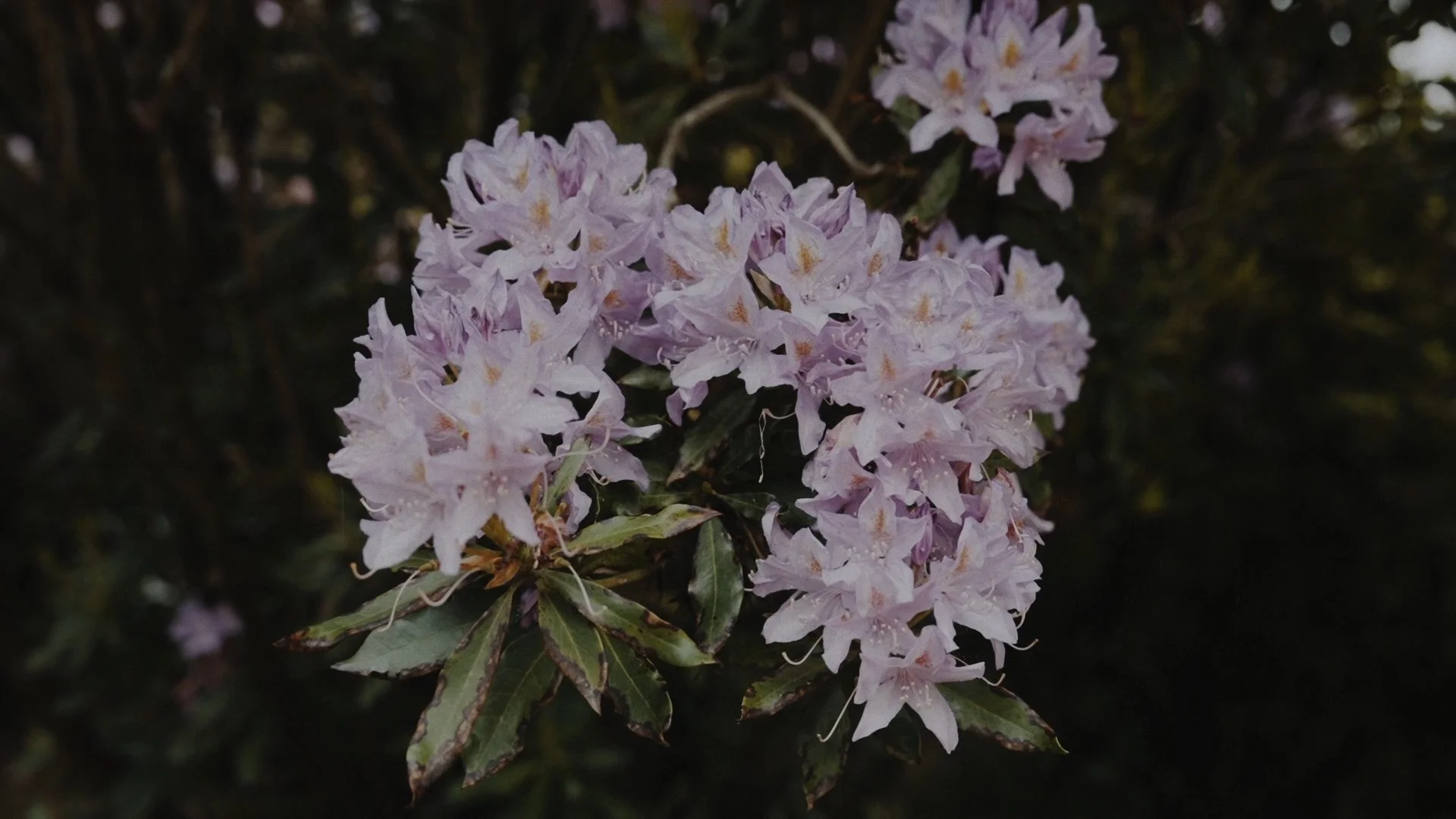 Secuencia 01.00_01_12_05.Imagen fija079.jpg