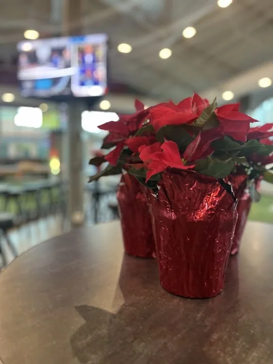 Poinsettas.jpeg