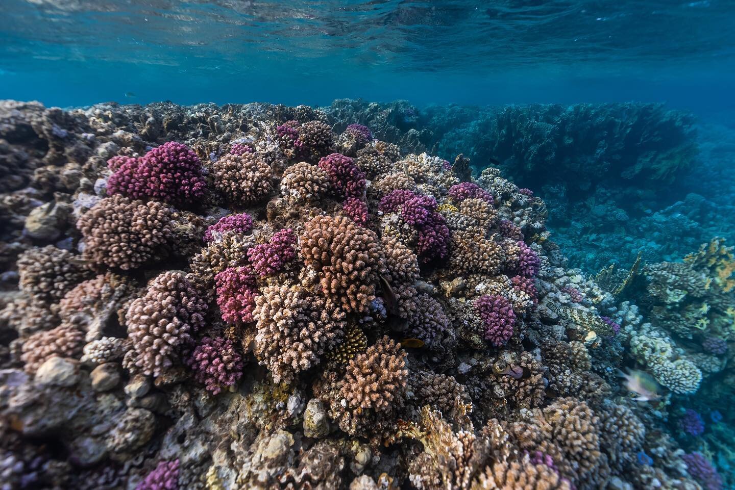 Coral reefs are often referred to as &ldquo;rainforests of the sea&rdquo; for the reason that they are marine biodiversity hot spots. About 25% of the ocean&rsquo;s fish depend on healthy coral reefs. With warming oceans, coral reefs are experiencing