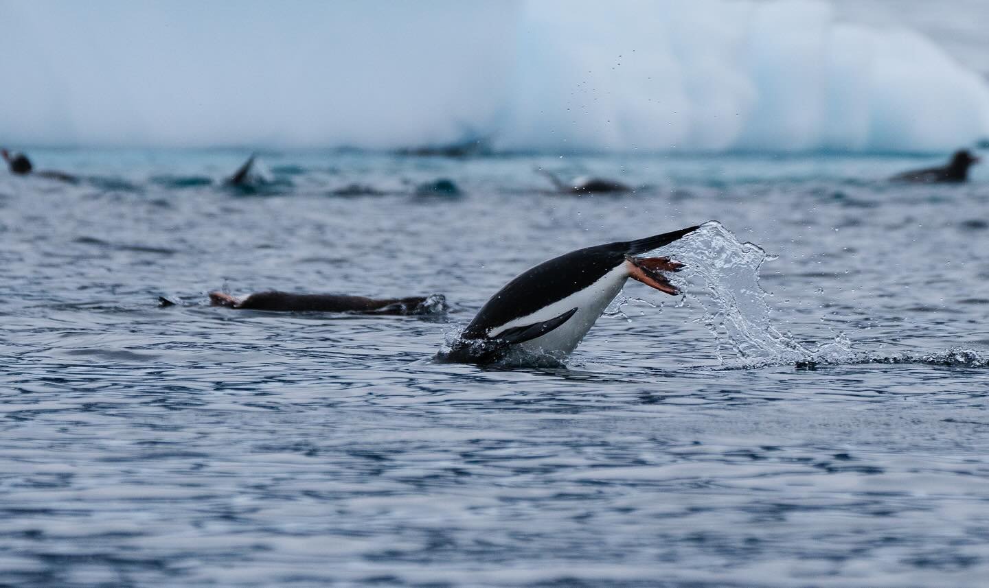 Timing is everything in wildlife photography, especially when you miss it. 

This gentoo penguin had perfect form leaping from the water, but I was just a fraction late on the shutter. Even so, there&rsquo;s beauty in the imperfection and a reminder 