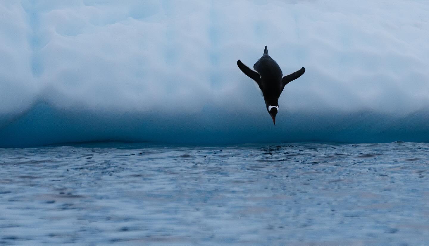 A Gentoo penguin makes the polar plunge in the Antarctic Peninsula.

Gentoo penguins have been known to make as many as 450 dives per day to forage for food and they can dive as deep as 200 metres so they are constantly on the move in polar waters.