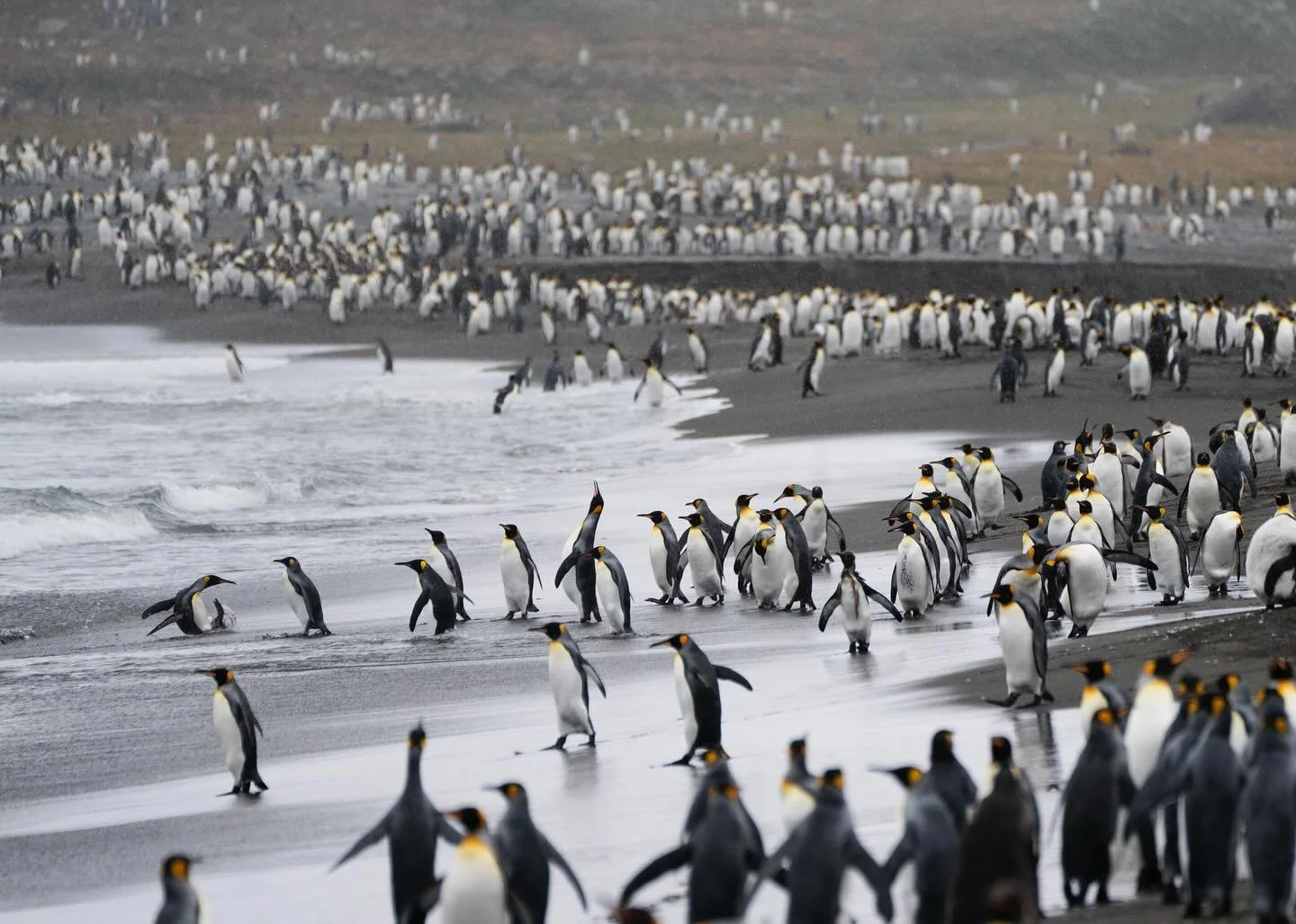 St Andrews Bay, South Georgia, is home to over 150,000 pairs of king penguins, considered to be probably the largest colonies in the world. 

South Georgia is a remote island situated south of the Antarctic Convergence zone. This circumpolar boundary