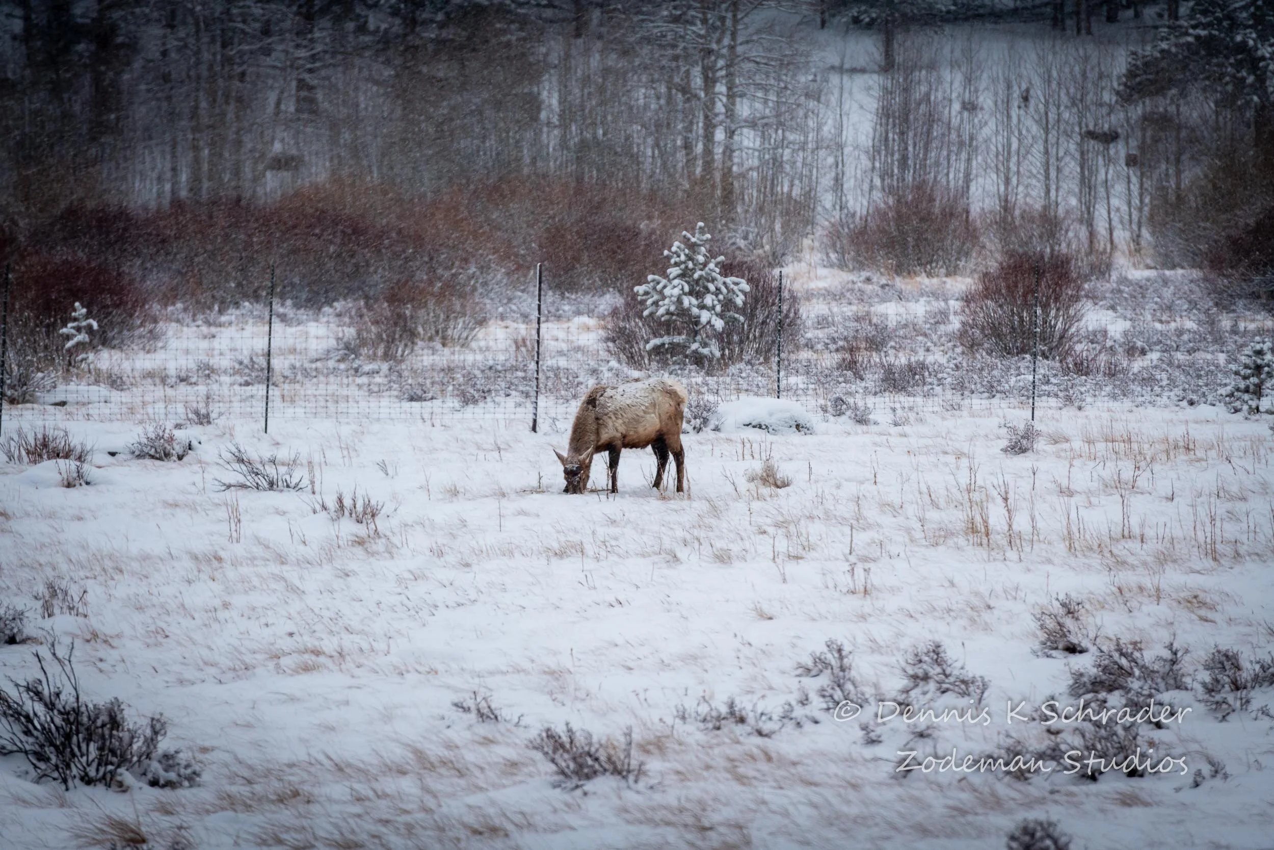 An elk feeds while the snow falls