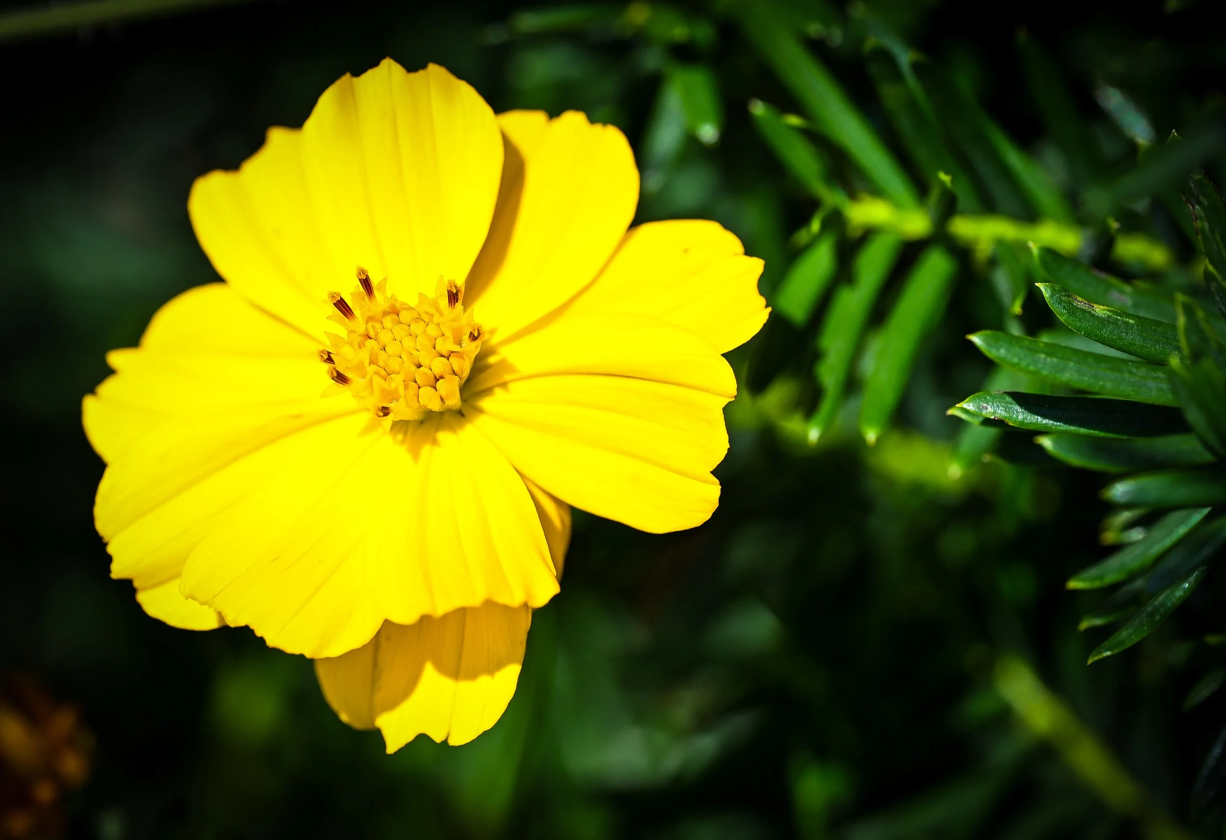 DSC_0076.jpg