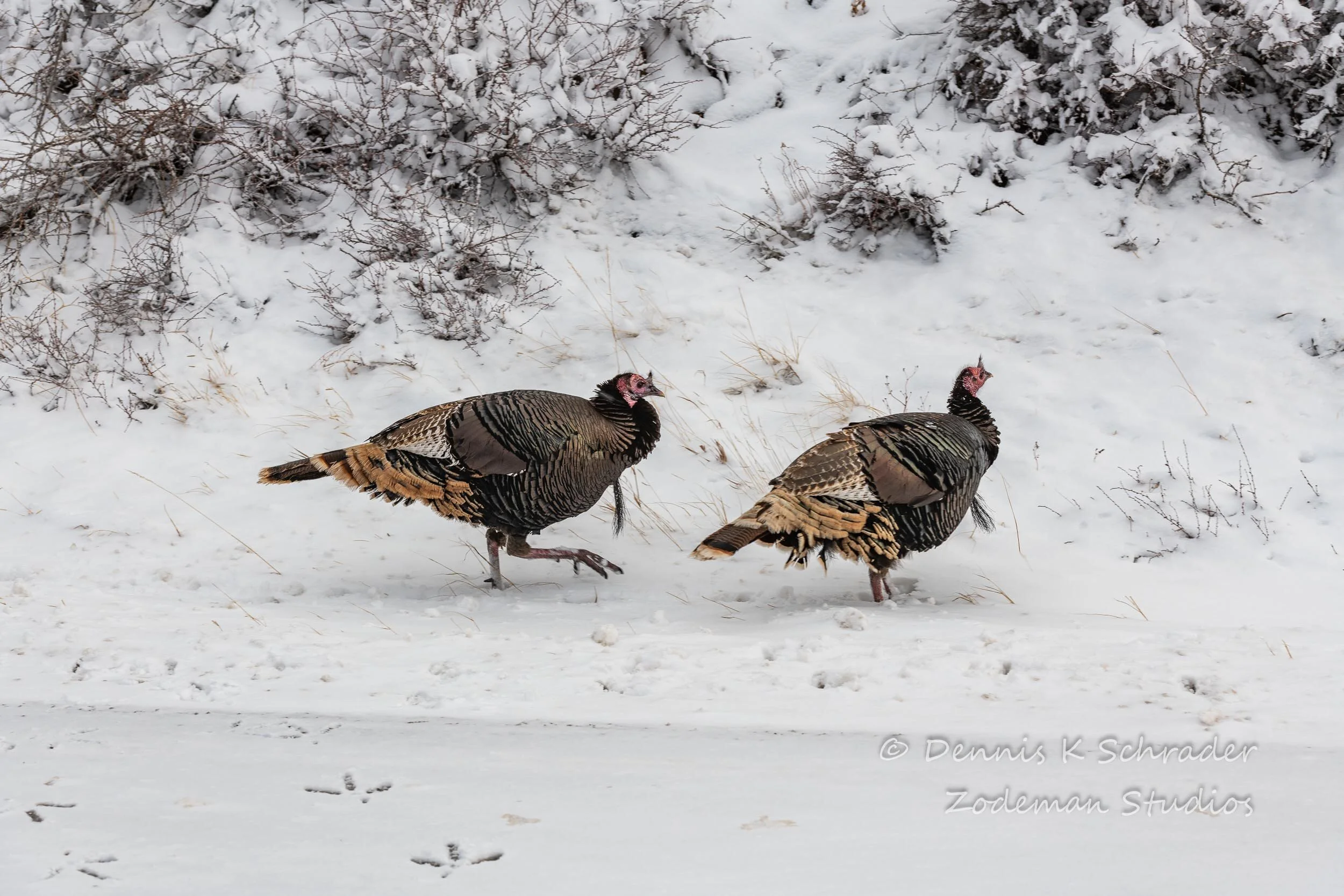Turkeys along the road